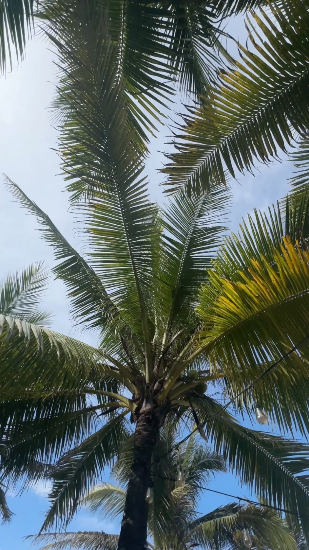 MERUS in lilac, just the way we like it 💜
CRAFTED TO INSPIRE
DESIGNED TO EMPOWER
#SanchaTheBrand #Bikini
#MERUSbikini #SwimwearGoals #BeachVibes #SwimwearFashion #VacationStyle #SwimsuitSeason #TravelInStyle