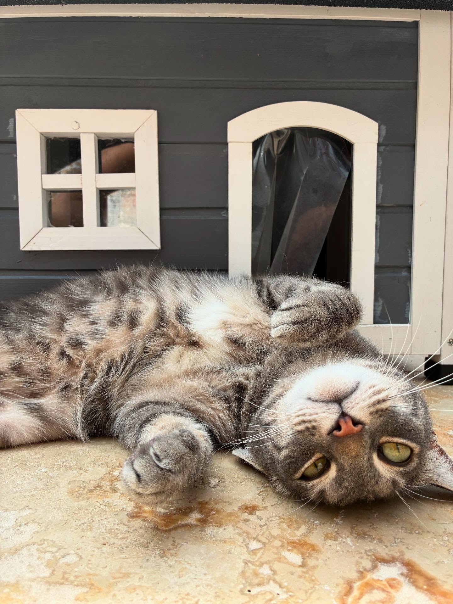 La fin des vacances d’été arrive bientôt ☀️
La plupart des copains sont rentrés chez eux, heureusement, j’ai encore quelques pensionnaires à mes côtés dont Léon, Naxou, Manolo, Ziggy, Simba, Ramses, Cola, Tigrou, April, Marquise et Spirou 🐱
#larecreduchat #pensionpourchats #vacancespourchats #hotelpourchats #aixenprovence #aixmaville #aix #aout #cat #cats_of_instagram #cats