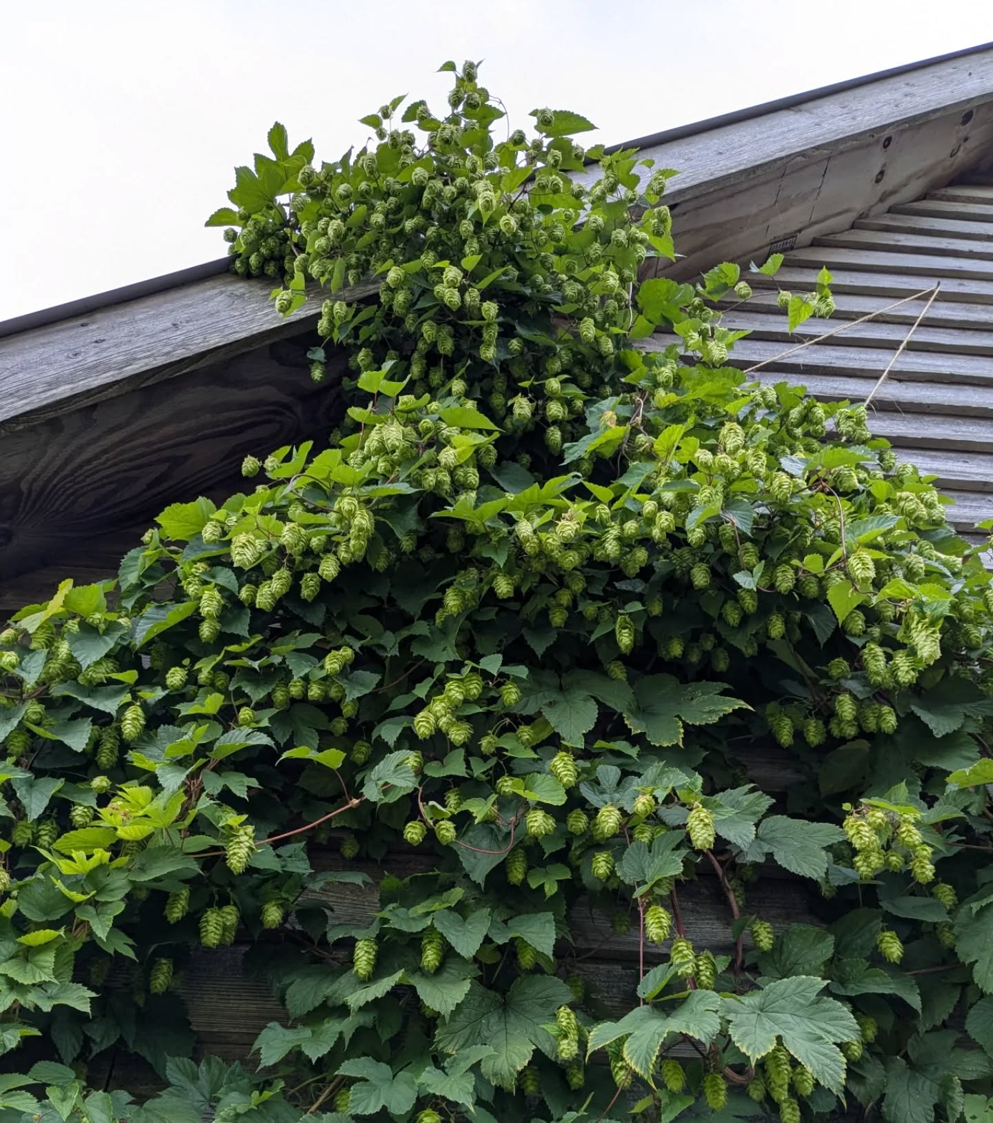 Hoppy vibes from the workshop/gallery this fine morning. Come and admire my hops and the delights within our showroom. See you later...
#northpembrokeshireopenstudios
#npos
#homebrew
#hops