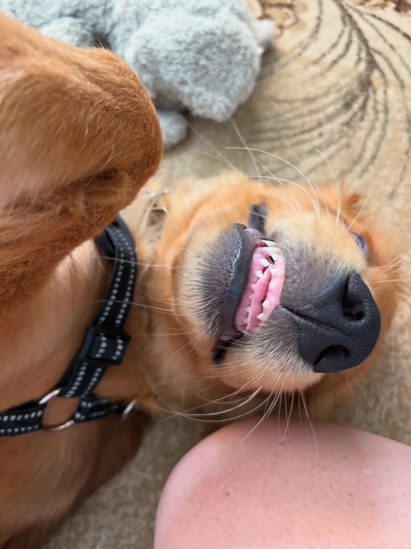 August was good to us 🥰🐾🏃🏻♀️