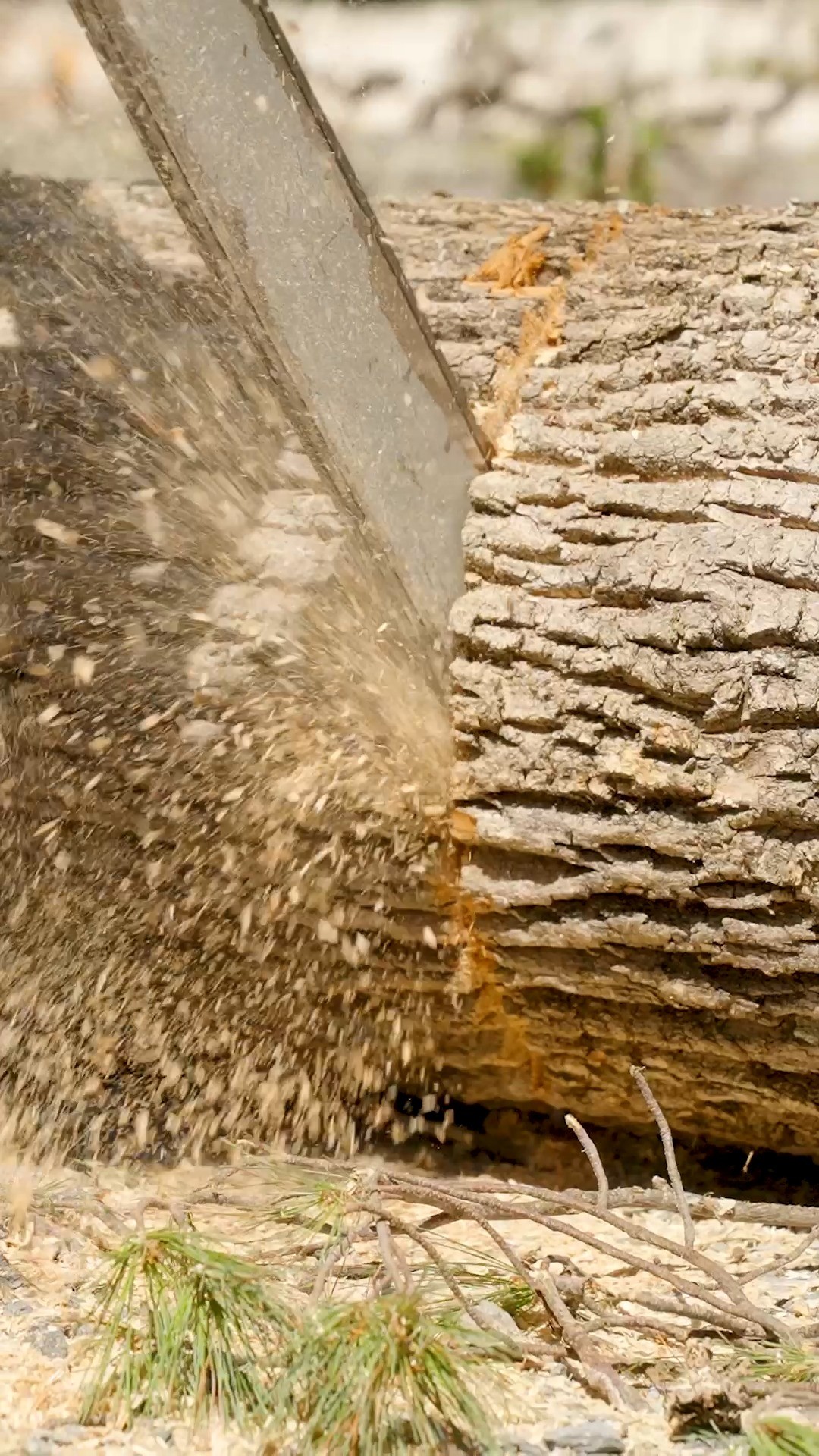 Average pre-coffee conversation with that one guy on the crew.
.
.
.
.
#belangertreecare #arborist #arboristsofinstagram #skowhegan #skowheganmaine #forestry #chainsaws #centralmaine #mainebusiness #treecare #treecarebusiness #treeclimbers #logging #crane #craneoperator #cranespotting