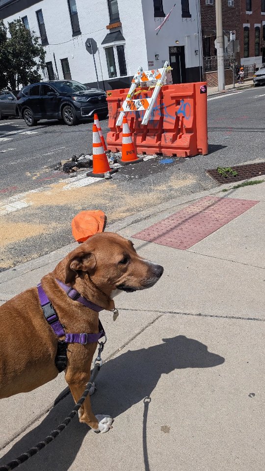Dog Walking, PANT style
Every step is an adventure — from zoomies to sniff breaks, your pup’s walk is more than exercise, it’s joy in motion. 🚶♂️✨
Because the best part of the day? Is always the dog walking time. 🌟
#dogwalkinglife #pantpackwalks #citydogadventures #happypawsmoments #playfulpupsclub #puppylove2025