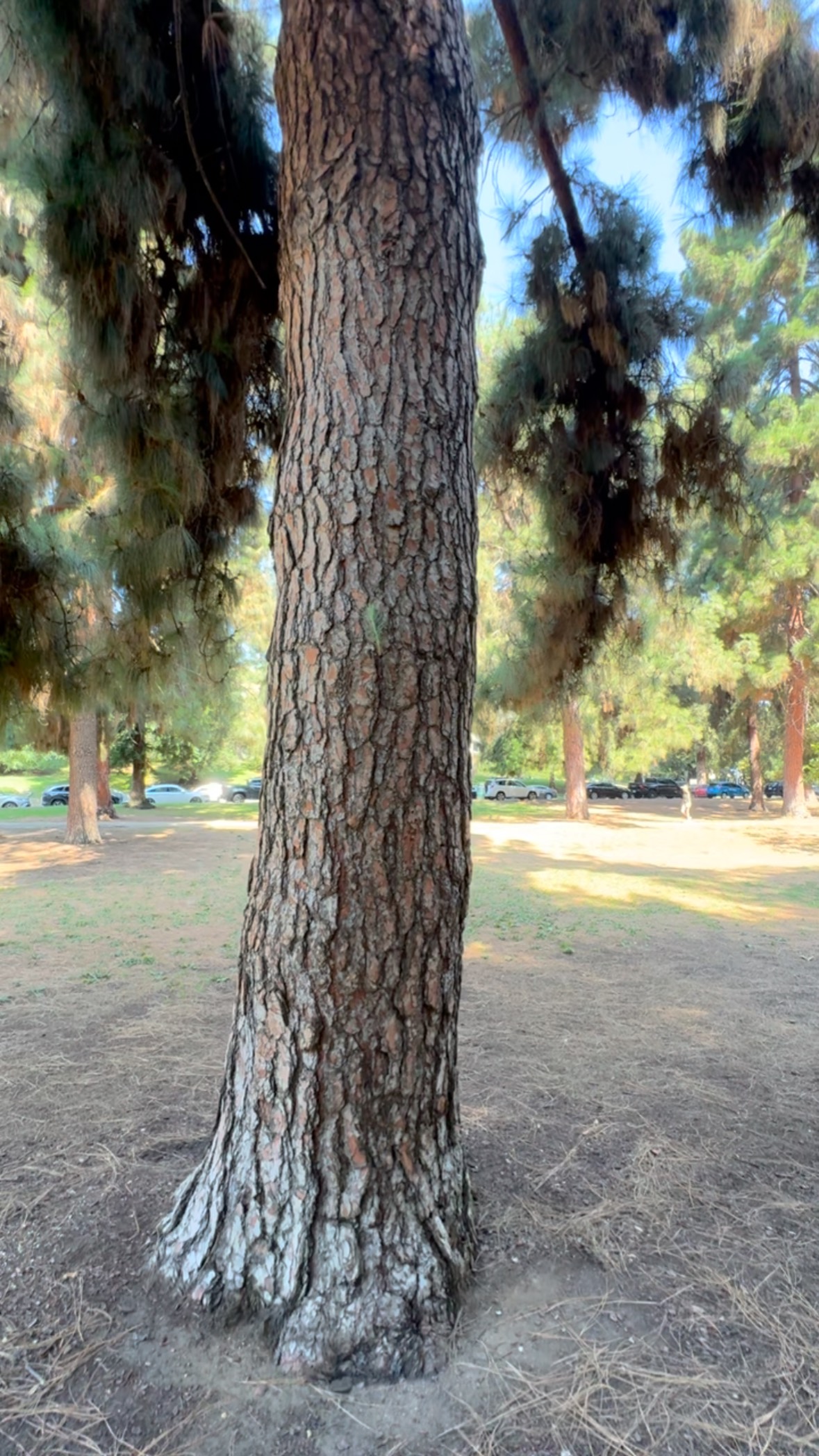 Breathe in the trees
Especially whatever this one is (if you know post in the comments below) Pine?
Immediately calms my nervous system.
This is the closest I’ve come to a forest bathing experience in LA 🙃
#breathe #trees #calm #mind #nature #forestbathing #selfcare #wellness