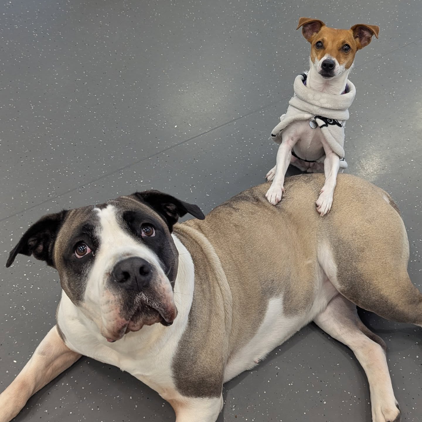 It's International Dog Day!
Sending lots of belly rubs and treats to our dog friends!
Xx MooMoo & Laila