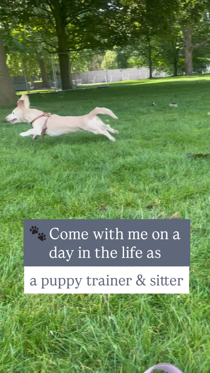 What’s it really like being the best trainer & pet sitter?
From park walks to playful training sessions, Pearl shows me every day that the secret to a happy, well-behaved pup is simple: trust, patience, and lots of cuddles.
When your puppy learns the basics early, you both get to enjoy more freedom, fun, and moments just like this one.
Because at the end of the day, all they really want is love… and to share it with you. 🐶
This is what a day in the life with your pup looks like when you book with me.
Would your pup enjoy a day like this?
🐾 Comment their name below or DM me to book their next adventure!
#DogTrainerLondon #PuppyTrainingTips #PuppyTrainer #DogSitterLondon #PetSitterLife #DogTrainingJourney