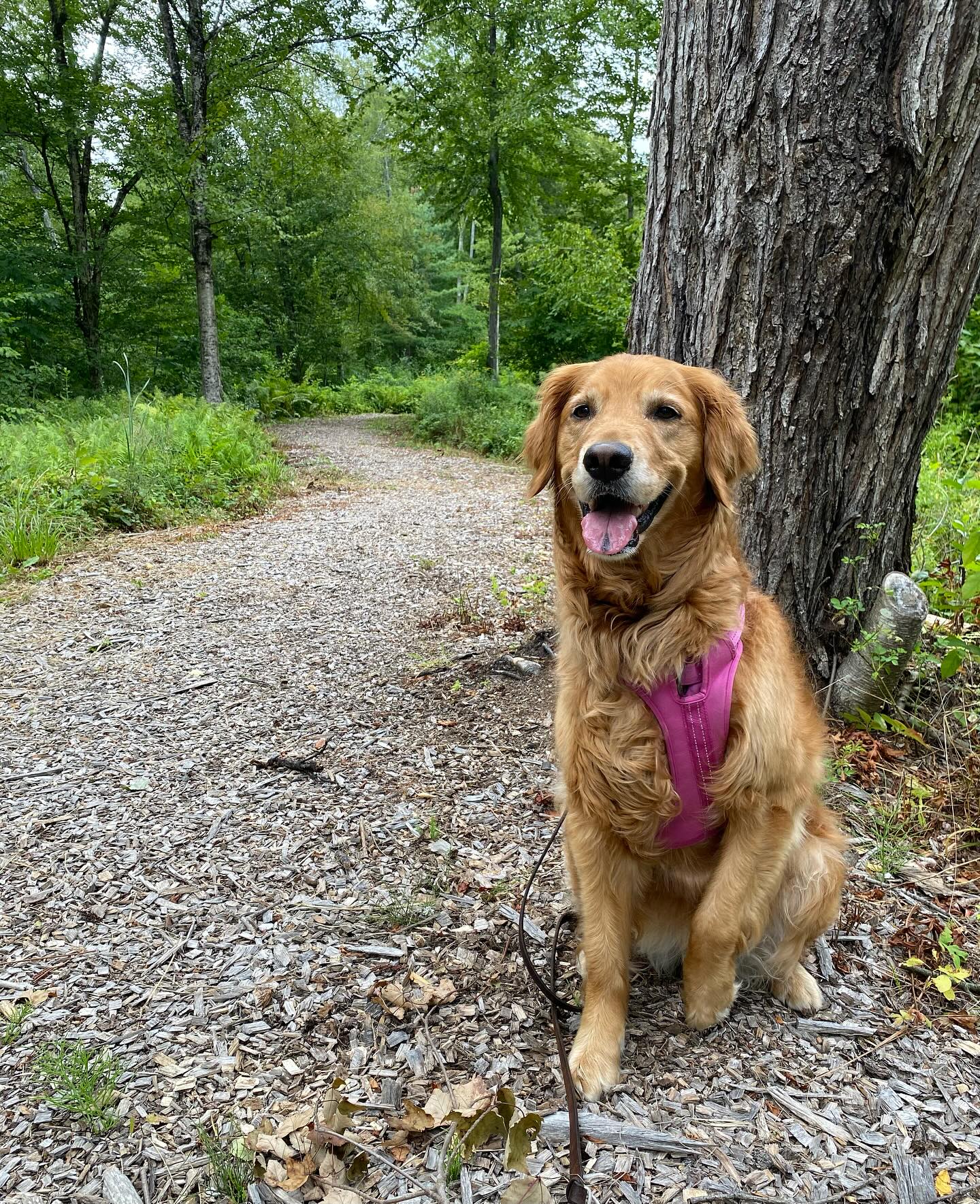 Fall temps = Trail walks
