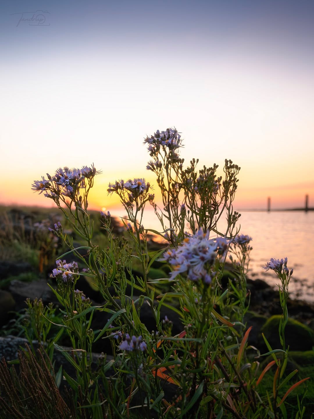 Vidåslusen - Vadehavet
-
-
-
#seascape_lovers #micheltandrup #naturelovers #vadehavskysten #coastalsunset #snapp_august25 #oceanview #landscape_captures #tandrup_photography #wildnature #tv2vejret #nationalparkvadehavet #nordiclandscape #naturområder #sunsetdreams #total_denmark #danmarksnatur #dmiredaktion #nordicphotography #coastalflowers #fujifilmnordic
