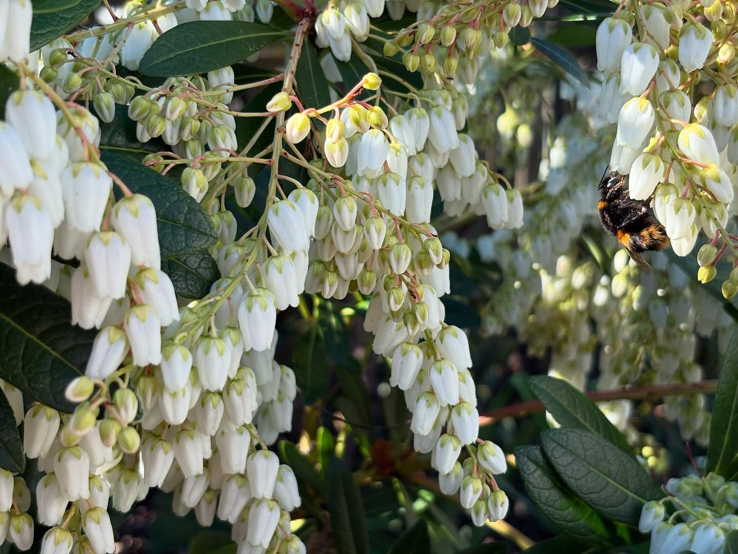I’ve always had a soft spot for the Lily of the Valley shrub (Pieris ‘Temple Bells’). It has large creamy white, bell-shaped flowers with appealing new apricot-bronze coloured foliage which fade to a glossy, deep green. Pieris is a graceful evergreen compact shrub and grows to about 1.5 x 1 w. If you look closely you’ll spot a bee in the image. Team up with plantings of rhododendrons, hostas, camellias and heucheras. Thrives in fertile, acidic soil in the semi-shade