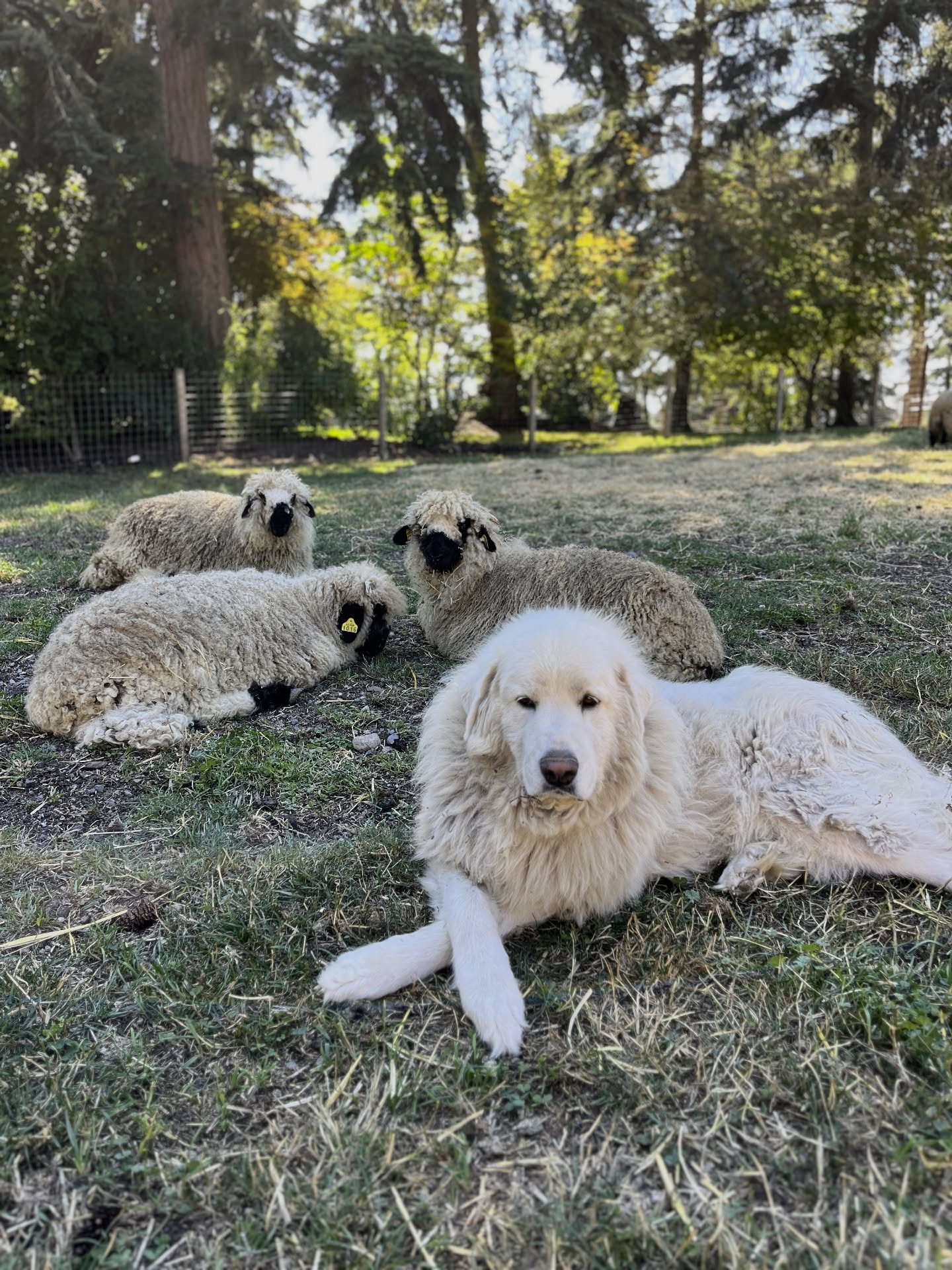 Laying low & staying cool😎 during the heat wave this weekend!☀️🔥🌊
#greatpyrenees #livestockguardiandog #valaisblacknosesheep #farm #pnw #whidbeyisland #pasturepet #cute #funnyanimals #friendsforlife❤️