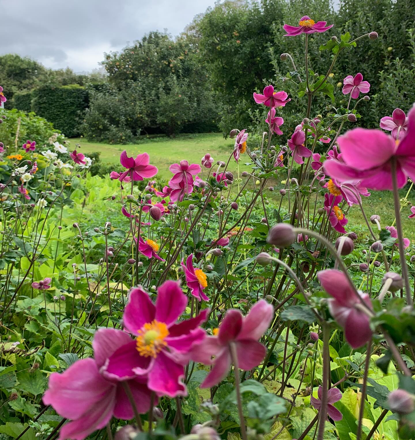 Japanese anemones in the shade border. As the garden tiptoes lightly into autumn, these reliable friends help ease the seasonal melancholy with their cheerful blooms.
If you’re interested in finding out more about our garden in South-east Scotland, you might like to read our regular blog. You can find the link in our profile bio or visit www.thescottishcountrygarden.com.
#gardenblog #garden #thescottishcountrygarden #scottishcountrygarden #gardenbloguk #scottishgardenblog #headgardenersblog #countrygardenblog
#gardenblogger #summergarden#scottishgarden #scottishgardener #gardenjournal #scottishgardenjournal #gardendiary #gardenersdiary #oldgarden #walledgarden #oldfashionedgarden #walledgardenblog #gardeninscotland #thegardeninaugust #augustgarden
#gardenwriter #ukgarden #gardensofScotland #gardensofgreatbritain