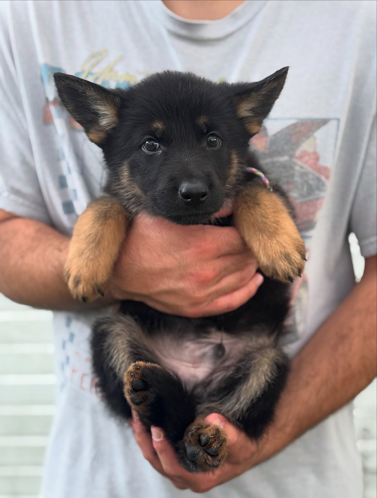 6 weeks old!
These puppies are the masters of finding trouble or making it 😆
I’m seeing more and more each day of what personalities they’ll end up with. Lots of growing up has happened in the last week and it just seems like yesterday they were born.
They were not pleased with taking unsolicited photography as we took them away from causing chaos in the X-pen 😂
I still have 2 males looking for working/sport homes
•
•
#germanshepherd #gsd #germanshepherdpuppies #germanshepherdpuppy #blackgermanshepherd #bicolorgermanshepherd #sportdog #workingdog #igp #psa #frenchring #akc #ukc #iabca
