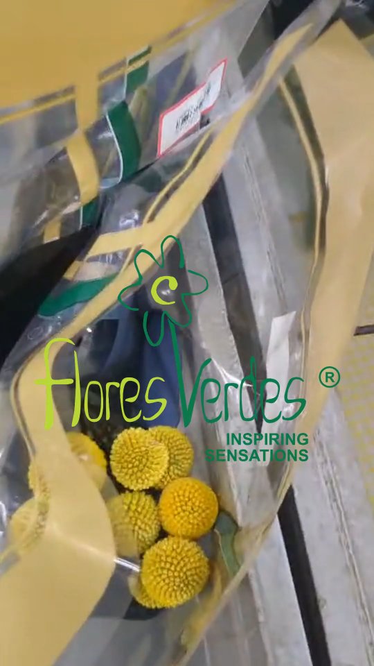 Save, grow, and thrive! @floresverdesofficial has developed an innovative savings plan for their employees. Read the complete article and descover how this program is empowering financial stability for the community. (link in bio)
#FinancialInclusion #EmployeeBenefits #flowersofecuador #socialrisponsibility #ecuadorysusflores #floriculturaecuatoriana #bestrosesever