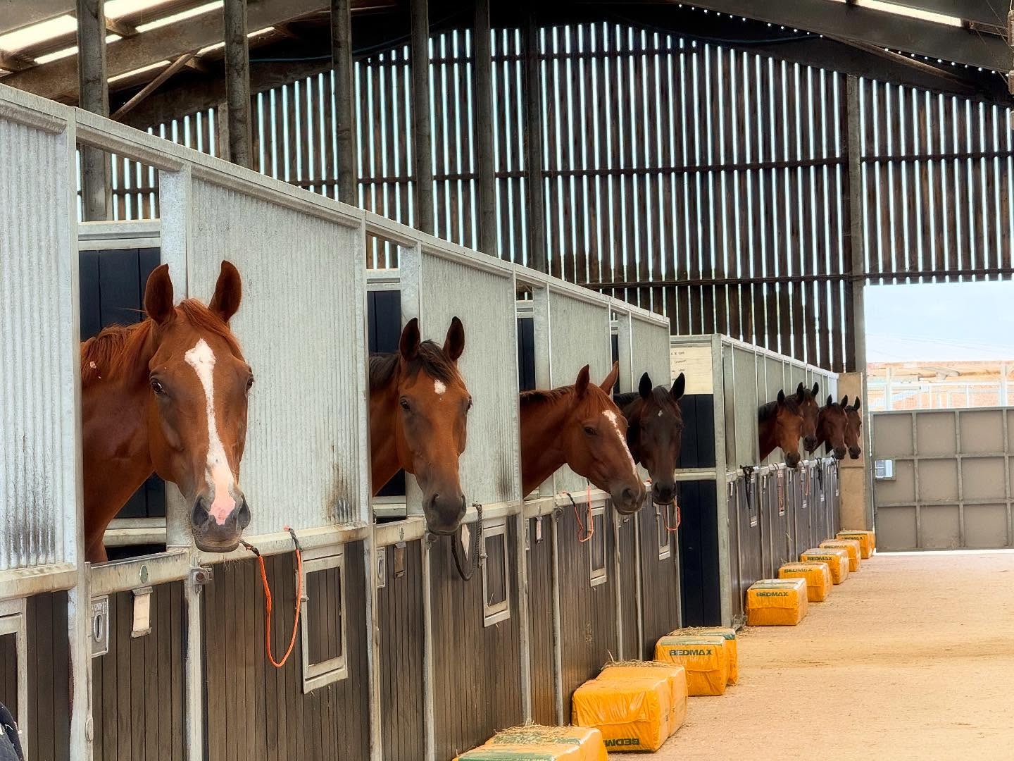 🌟 OPEN DAY TOMORROW 11-3PM 🌟 CARD & CASH 🌟 DT9 5HE
Parade of horse 12pm & 2pm
Raffle with some amazing amazing prices!
Burgers / Drinks / Homemade Cakes & Ice-creams 🍦 Perfect bank holiday day out 🤩
All money raised will go to Breakthrough T1D
We look forward to seeing you & thank you for all your support 🥰
@breakthrought1duk