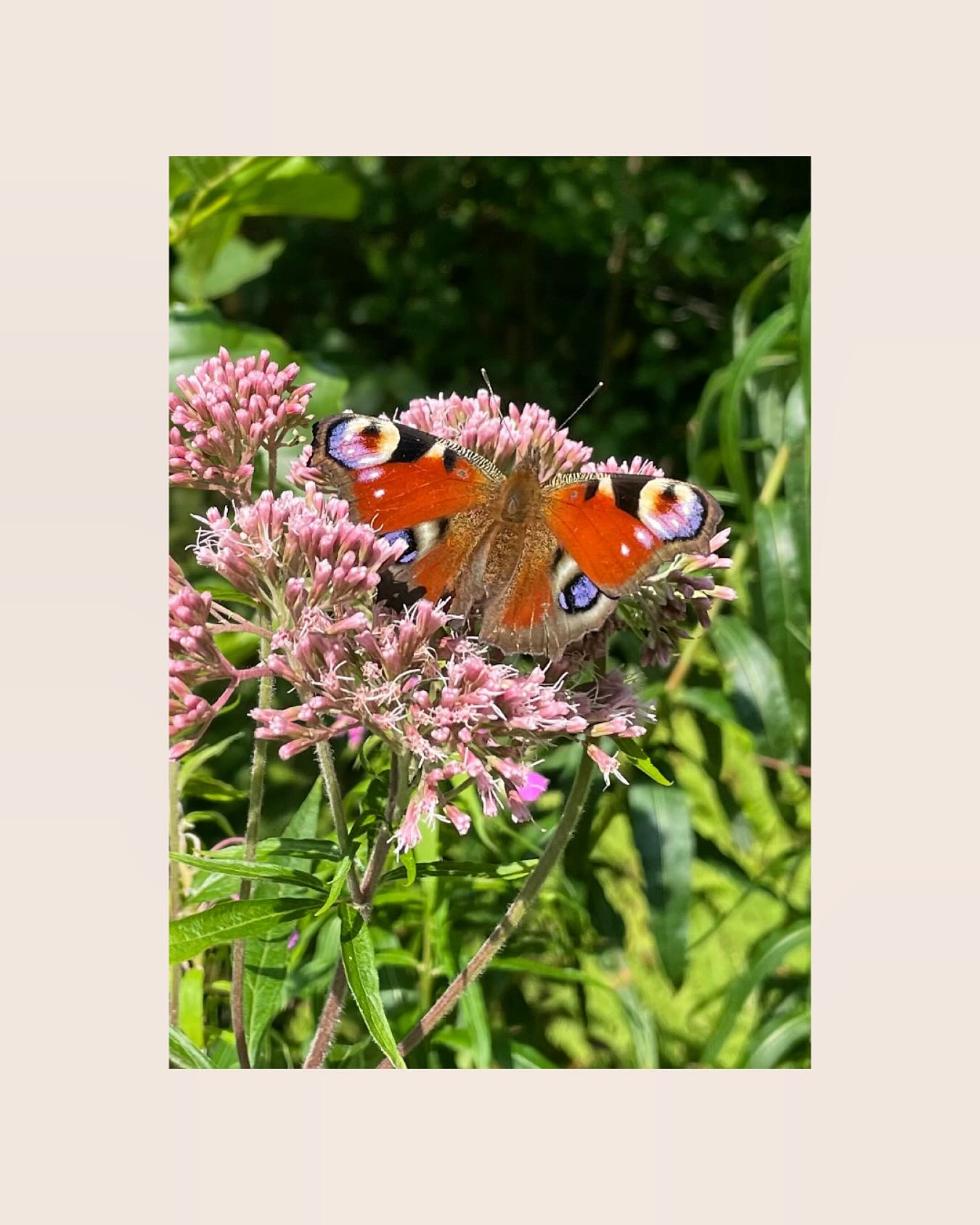 🫶 Impuls der Woche 🫶
❤️Liebe im Wandel ❤️
Wenn eine langjährige Beziehung endet, scheint es so, als würde die Liebe verschwinden.
Doch in Wahrheit verwandelt sie sich. 💫
Aus Leidenschaft und Vertrautheit wird Erinnerung, aus dem „Wir“ ein „Du“ und „Ich“.
Es braucht Zeit zum Loslassen und Neuordnen.
Gerade dann ist es wichtig, das Ego zurückzustellen, nicht das Trennende zu betonen, sondern das Verbindende zu würdigen. ❤️
Die gemeinsame Geschichte bleibt, die Nähe, die wir einst teilten.🍃
Denn Liebe hört nicht auf.
Sie wandelt sich. 🌙
Sie findet neue Wege, stiller, reifer. ❤️
Auseinandergehen ist kein Ende, die Liebe wächst neu, während du dich selbst entdeckst.
Namaste, Katharina #mitgefühl #liebeneu #verwandlung #love #liebeimwandel #wachstum #selbstliebe #selbstliebelernen #naturliebe #schmetterling #selbstreflexion