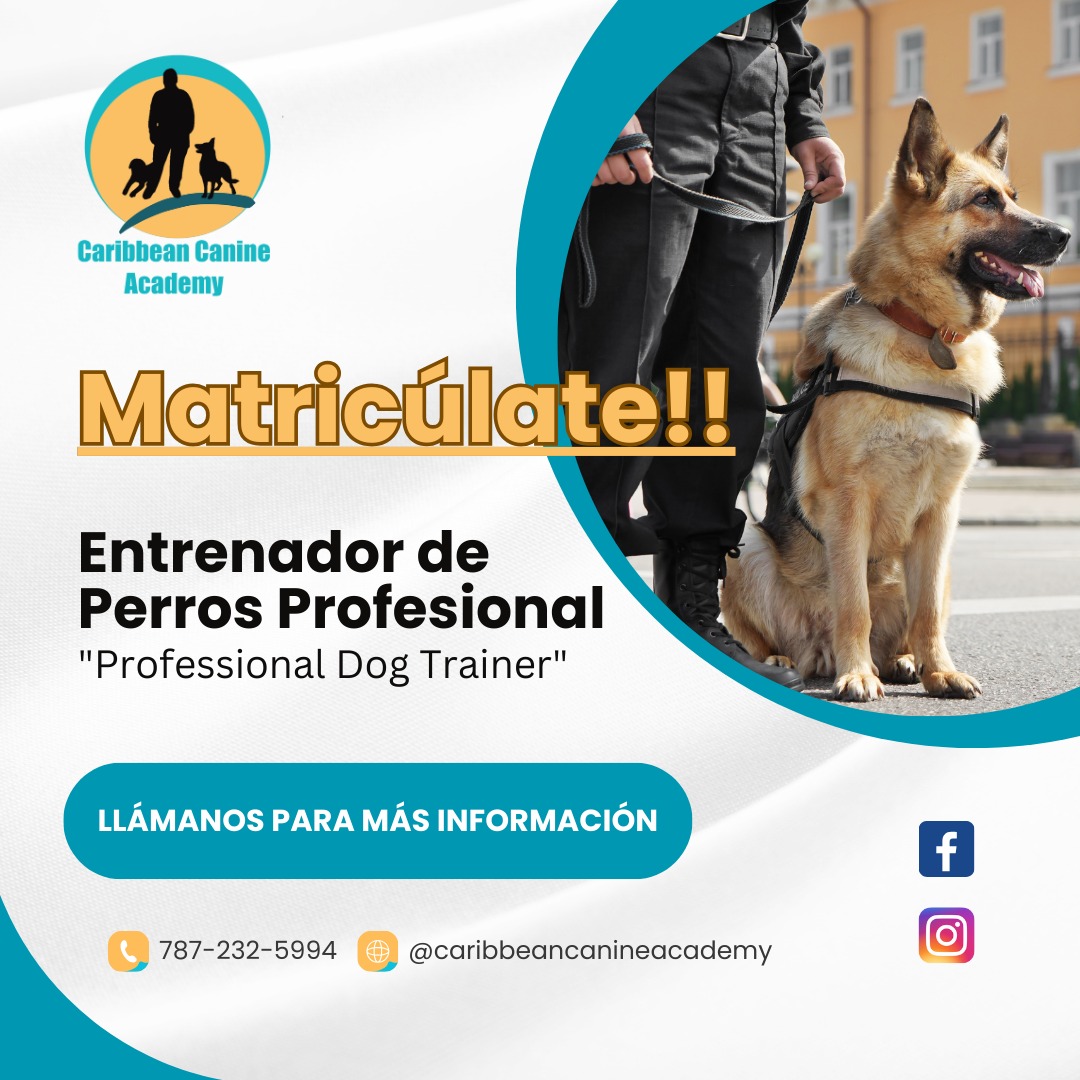 NUEVA FORMACIÓN INTEGRAL PARA ENTRENADORES DE PERROS
Un camino profesional en el arte del entrenamiento consciente, la comunicación auténtica y el liderazgo desde la presencia.
🌿 Curso rediseñado con nuevos módulos, más prácticas reales y herramientas energéticas y técnicas para expandir tu vocación y tu negocio.
📆 INICIO: 29 de septiembre de 2025
📆 FINALIZA: 27 de mayo de 2026
🕕 HORARIO: Lunes y Miercoles, de 6:30 PM a 9:00 PM
📍 LUGAR: Caribbean Canine Academy – Carolina, Puerto Rico
✨ Cupos limitados. Si sientes el llamado, este espacio es para ti. Comunícate por WhatsApp al 787-232-5994