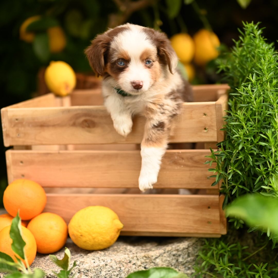 Happy Dog Day 🐶🍋
#miniaussie #miniaustralianshepherd #welpenliebe #welpen #puppy #puppylove #pictureoftheday #picoftheday #züchter #bavaria #breeder #pack #rudel #bayern #dog #dogsofinstagram #love #likesforlike #lakesidepaws #likeforlikes #welpenliebe #silvester #lakesidepaws #l4f #toyaustralianshepherd #toyaussies #bayern #followme #welpe #aussie