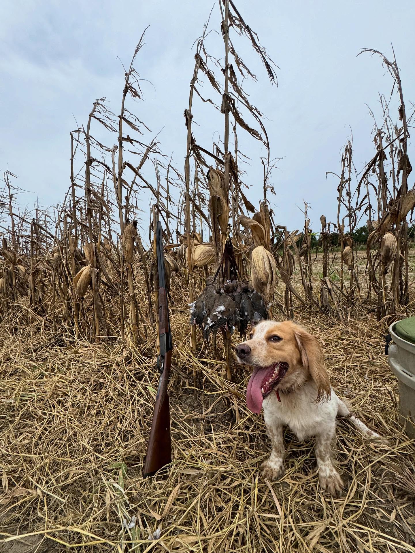 Georgia Dove Szn🕊️
.
Opening Day of dove season officially kicks off Fall🍂🍁 and all other hunting seasons here in the South. The summer preparations for this is always a fun process, so enjoy the day with family & friends. Shoot straight & stay safe out there💥