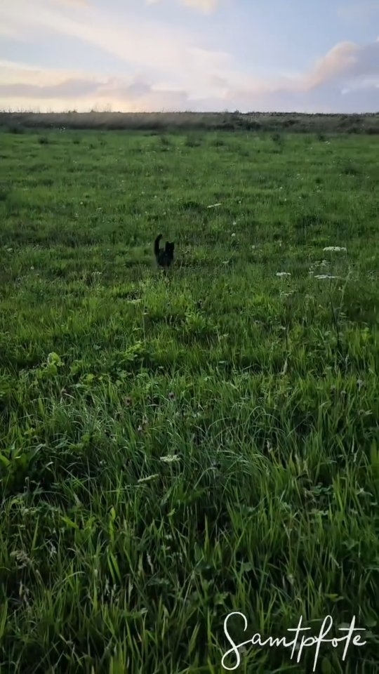 𝑪𝒂𝒏’𝒕 𝒈𝒆𝒕 𝒆𝒏𝒐𝒖𝒈𝒉 𝒐𝒇 𝒄𝒖𝒕𝒆 𝒍𝒊𝒕𝒕𝒍𝒆 𝑩𝒍𝒂𝒄𝒌𝒚 🖤
#blackcat #catlover #blacky #kartze #sunsettime #summerevening #sonnenuntergang #tierliebe #makesmehappy❤️ #beautifulmoments #homesweethome #home #katzenliebe #catsarethebest