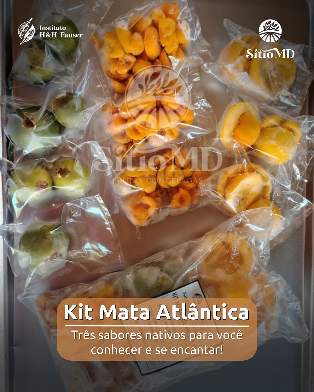 O Kit Mata Atlântica do Sítio MD traz três frutas nativas para você experimentar: cambuci, araçá-boi e uvaia.
Uma oportunidade deliciosa de conhecer sabores que talvez você nunca tenha provado e em quantidades ideais para degustar e se apaixonar!
Experimente a diversidade da nossa terra, apoie o produtor local e a preservação das frutas nativas! 💚
Entre em contato e garanta o seu!
(12) 99660-8721 ou (12) 99670-1018
#ihhf #sítiomd #frutasnativas #valedoparaíba #paraibuna #cambuci #ong