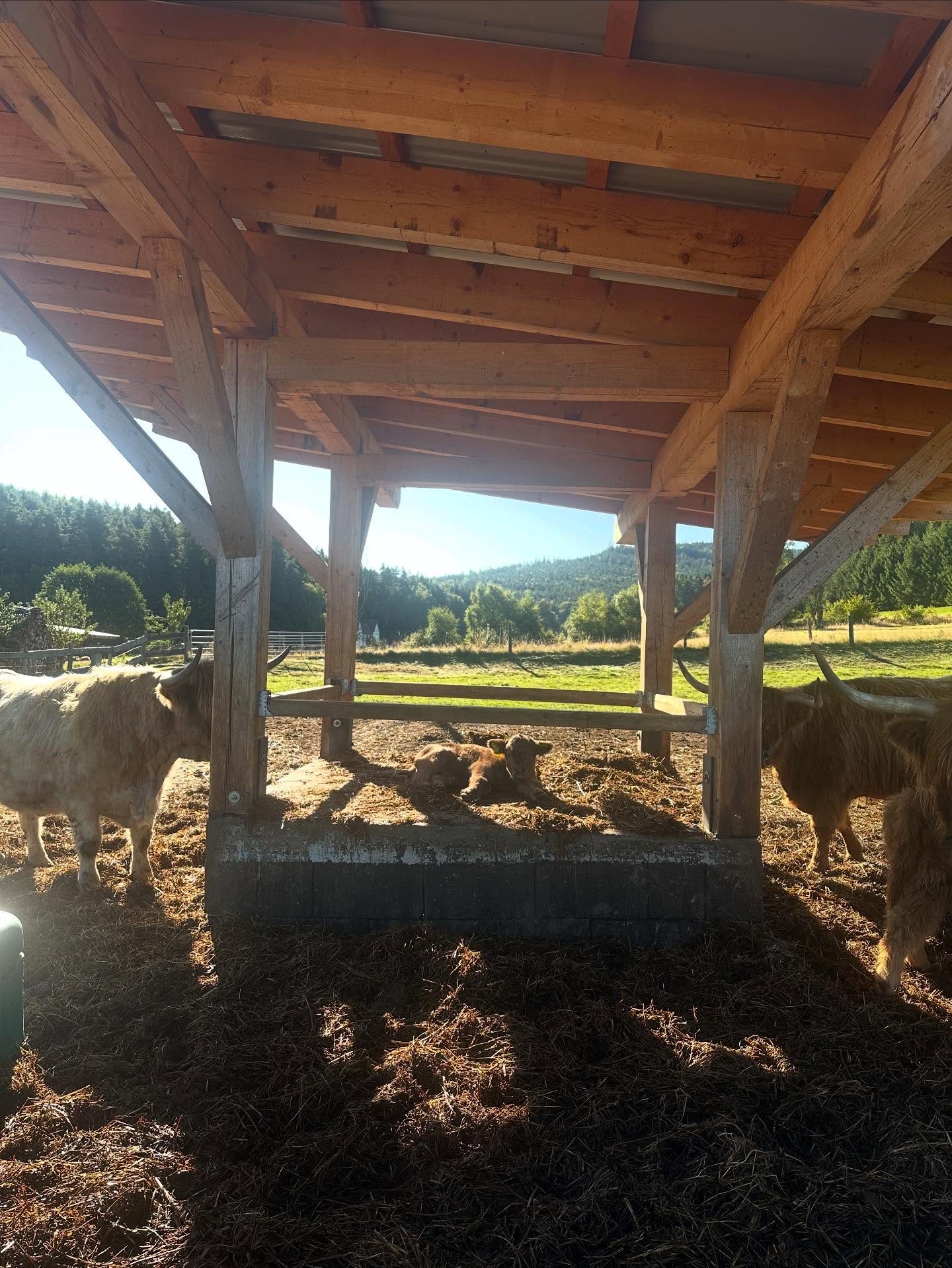 Mister kingsizebed…..🤦♂️😏😂#göllitzhof#hochlandrind#highlandcowsofinstagram#landwirtschaft