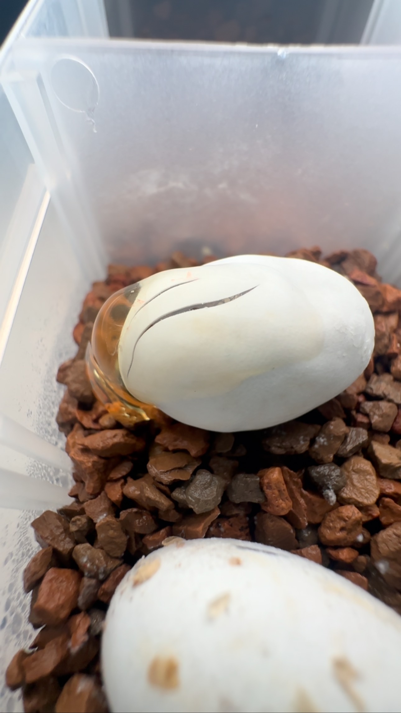 Always amazing to see what comes out of such a small egg. This one is a Phantom Tux Cap from Omen x 5A.M.
#crestedgecko #livingart #cappuccino