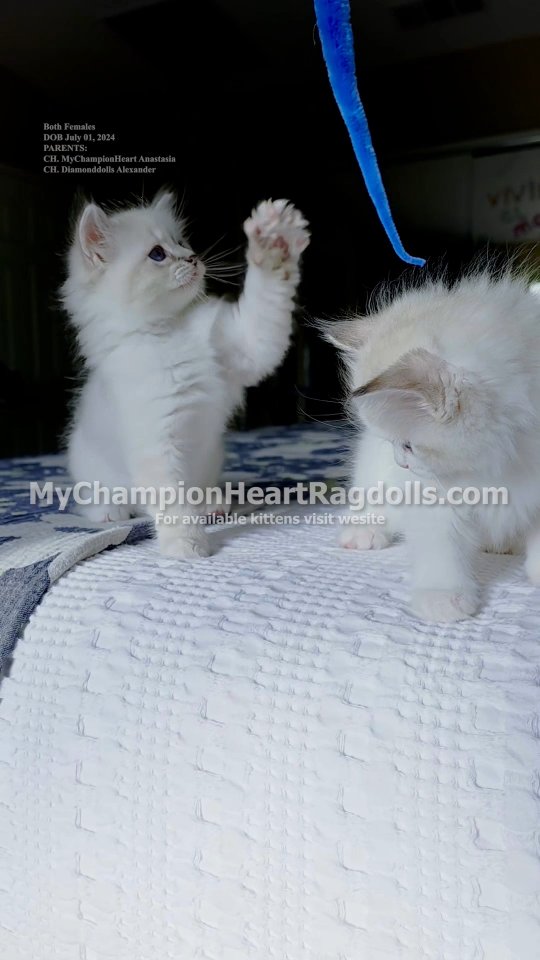 🚫No longer Available 🚫
Date of birth: July 01, 2025.
Parents:
CH. MyChampionHeart Anastasia
CH. Diamonddolls Alexander
Gender: Both are female
One is a blue mitted lynx her name is Wednesday Addams. Second is a seal bicolor lynx, named Enid Sinclair.
The bicolor is emotional loving. She loves to cuddle and is most attention seeker to her mom compared to her sister Wednesday. Both girls are very playful.
Spay and neuter surgery is REQUIRED for all kittens gping to a forever "pet" home. Once reserved a surgery appointment will be scheduled (included in total balance).
Pet nanny delivery service is NOT included and fees are at the service company own rates. Flat-fee no additional airfare fees to worry about. All in one. Nanny travels with pet in cabin, hand delivers kitten to forever families. Meets at families' nearest approved airport (Major International Airports). All you need to do is show up at airport with your own carrier.
For personal pickup, I meet forever families in (Southern California locations):
Corona
Menifee
Escondido
Or Ontario CA Airport / San Diego Airport for those flying in.
⭐️Fill out questionnaire, email complete form to MyChampionHeartRagdolls@gmail.com
🌐MyChampionHeartRagdolls.com
#Ragdollkittensinriverside #ragdollbreederinriverside #ragdollkittensforadoption #布偶猫 #布偶猫繁育 #ragdollbreedersusa #MyChampionHeartRagdolls #goldenkpop #goldendemonhunters #kpopdemonhunters