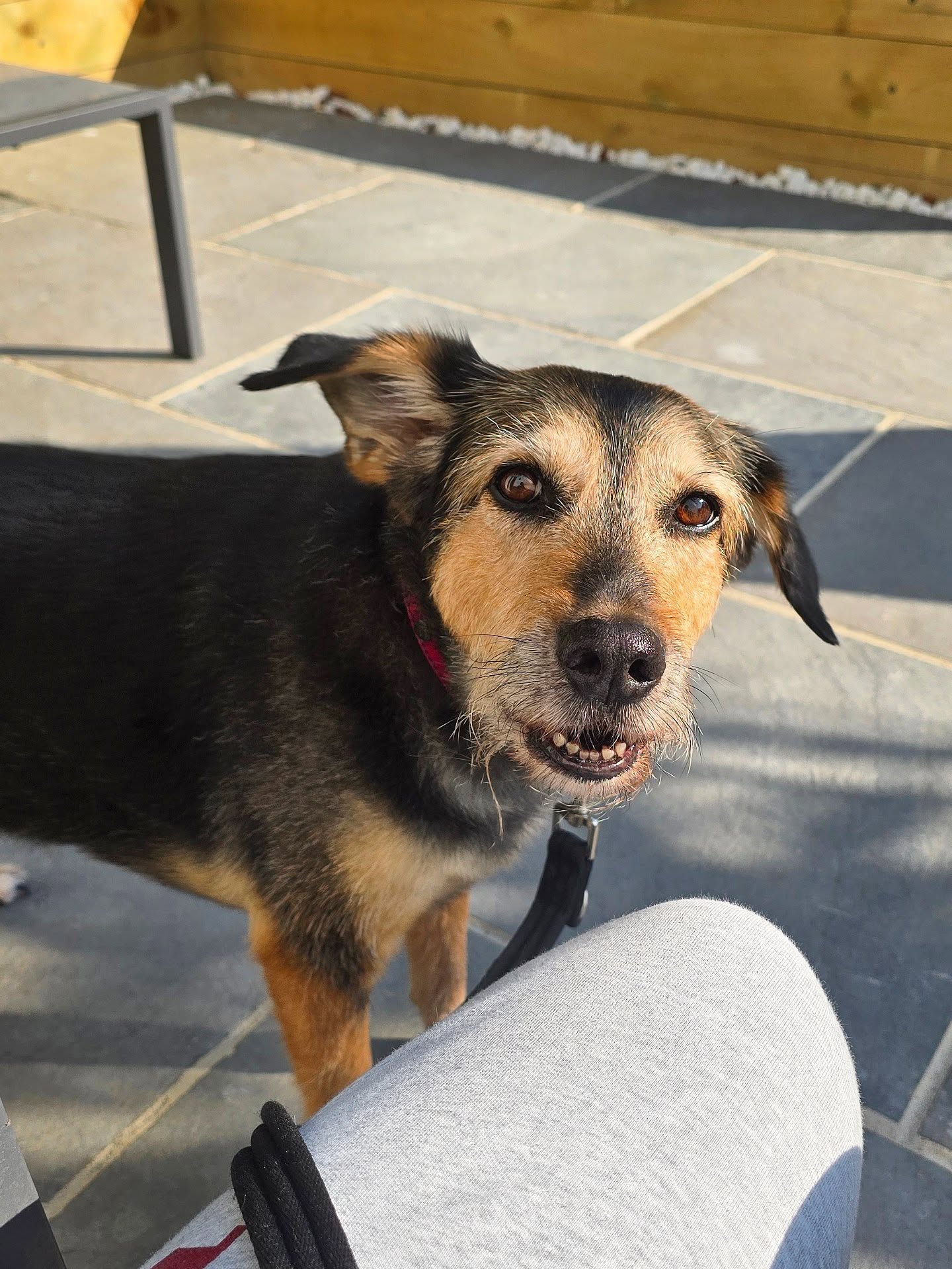 2 weeks looking after Luna 🐶 and Nellie 😺. I took FAR too many photos and videos of both, so I'm going to post a few of Luna first! She is so cute! Unfortunately, she was on strict bed rest for my stay with her, but we had a few garden mooches and LOTS of scritchy scratchies 🐾 How cute are her little facial expressions? 🥺 Obsessed 🤍
#wigglewaggles #dogsitter #dogwalker #doglover #dog #cat #petsitter #petlover #cute #picoftheday #photooftheday #dogtrainer #dogoftheday #dogsofinstagram #rescue #lurcher #mixedbreed #greyhound