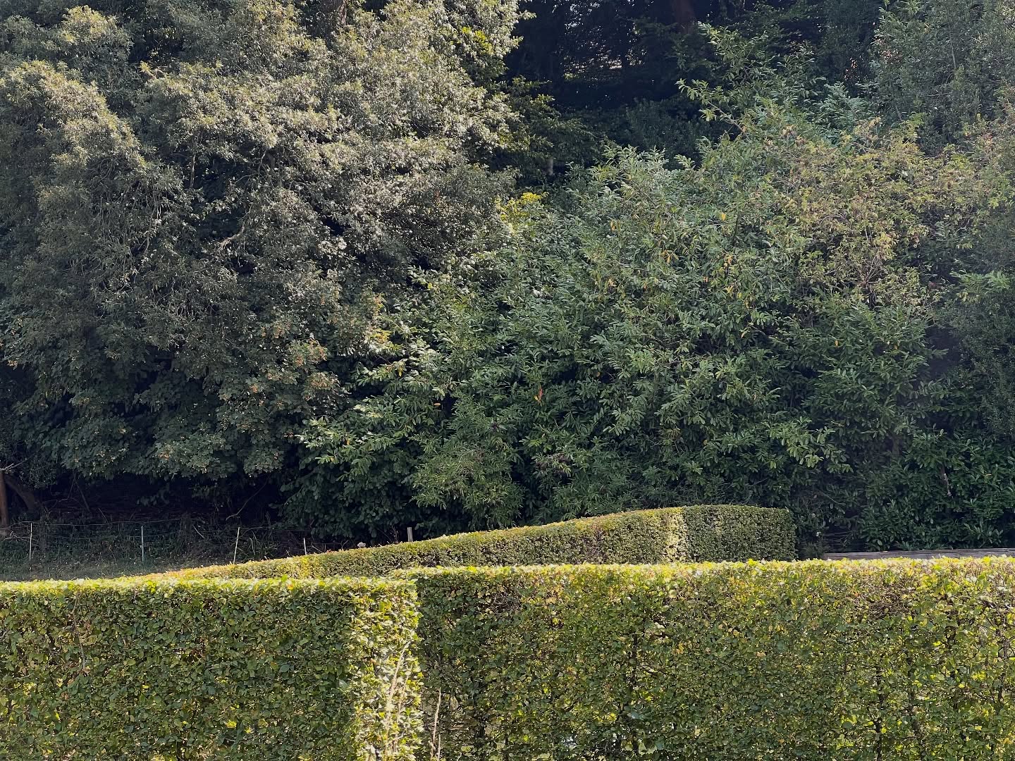 It’s been a whirlwind lately – from keeping up with our busy schedule to celebrating our boss’s wedding last weekend 💍🎉 (what a weekend that was!). Safe to say it’s been a mad week all round!
In between it all, we managed to get this lovely hedge cut done under that gorgeous warm sun ☀️🌿 Nothing beats a fresh trim and those sharp clean lines – so satisfying. Big thank you to our clients for keeping us busy and trusting us with their gardens 🙌
#HedgeCutting #GardenCare #LandscapingLife #BusyWeek #FreshCut