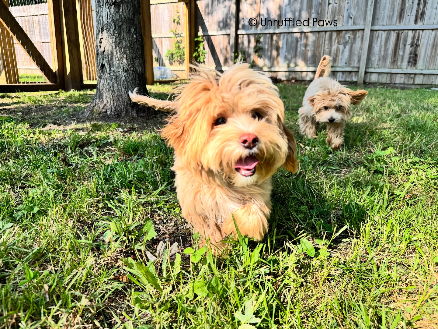 A majestic pair of miniature yaks 🧡💛