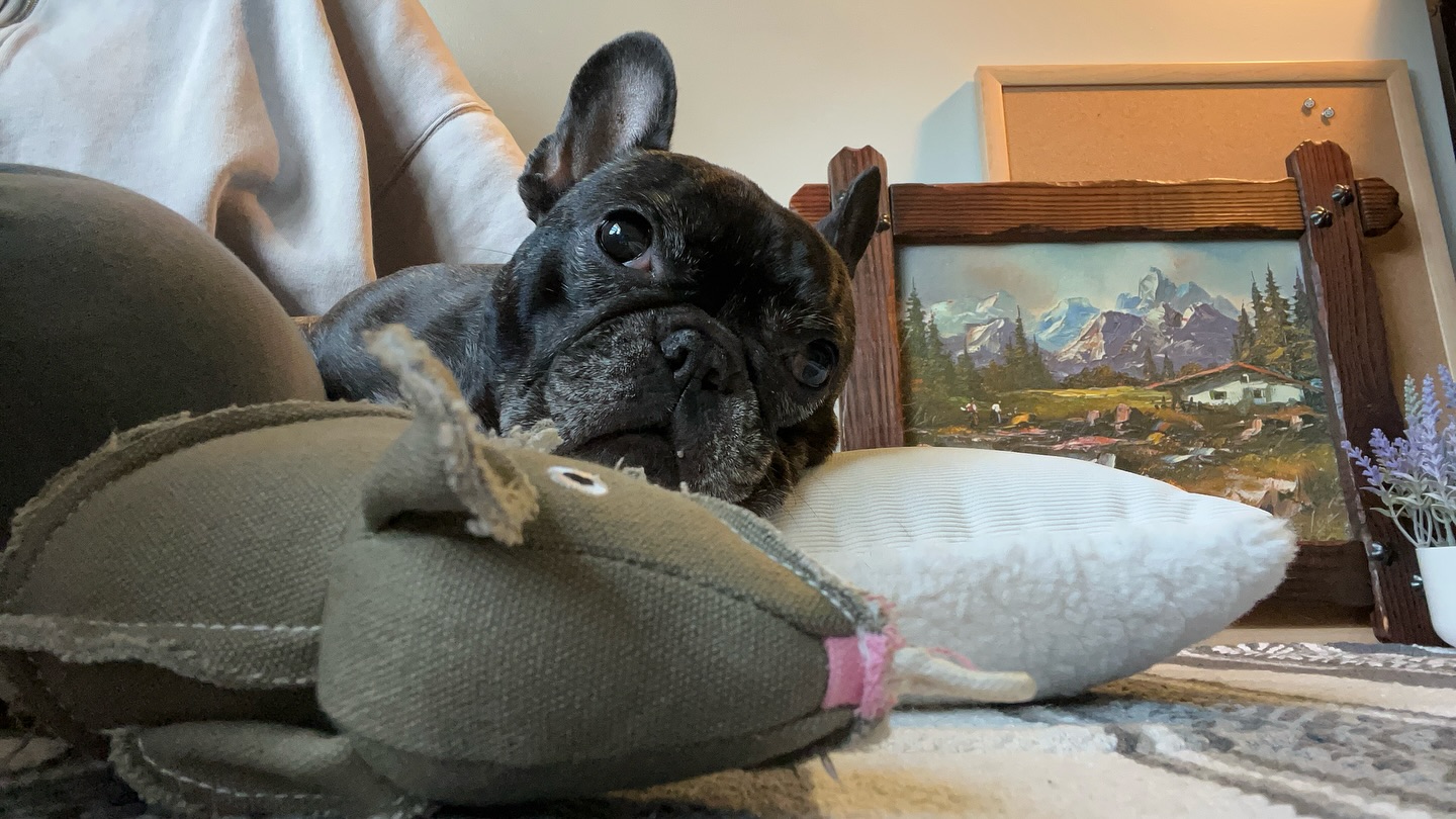 happy national pupper day to all snugglers + their hoomans out there 🐾