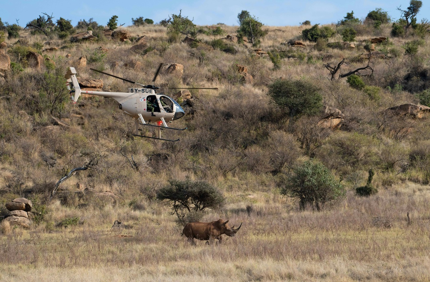 Over the past week, seven southern white rhinos have been successfully moved to Loisaba Conservancy—four from Meru National Park and three from Lewa Wildlife Conservancy. Three more rhinos are still to be introduced, and the team is carefully managing the final stages of the translocation. All rhinos that have arrived are safe, settling into their new home, and beginning to explore the expansive conservancy.
This marks an important step in the Kenya Wildlife Service’s national strategy to manage rhino populations across secure, well-protected landscapes. While southern white rhinos are not native to Kenya, their introduction to Loisaba contributes to species conservation, genetic diversity, and research opportunities, while also supporting tourism and education efforts that benefit the wider ecosystem. The rhinos were carefully selected in collaboration with KWS veterinarians to ensure a healthy, well-balanced group, and their presence strengthens Kenya’s broader conservation initiatives.
Visitors and wildlife enthusiasts can rest assured that the new white rhinos will coexist peacefully with Loisaba’s other species. White rhinos are strict grazers, feeding mainly on grass, while black rhinos browse shrubs and woody plants, so their diets do not overlap. Even though white rhinos consume a significant amount of grass—roughly equivalent to what 20 cows eat per day—Loisaba actively manages grazing across the conservancy. Grass availability is monitored closely, and livestock numbers are adjusted as needed, ensuring that all wildlife, including endangered grazers such as Grevy’s zebras have enough to eat. Spread across 58,000 acres, the white rhinos’ presence does not negatively affect other herbivores or the overall ecosystem.
This collaborative achievement was made possible by the shared efforts of @kenyawildlifeservice, @lewaconservancy, and @loisabaconservancy, and with generous support from @shjsafari.
Photos © @roshni.lodhia | Loisaba Conservancy
