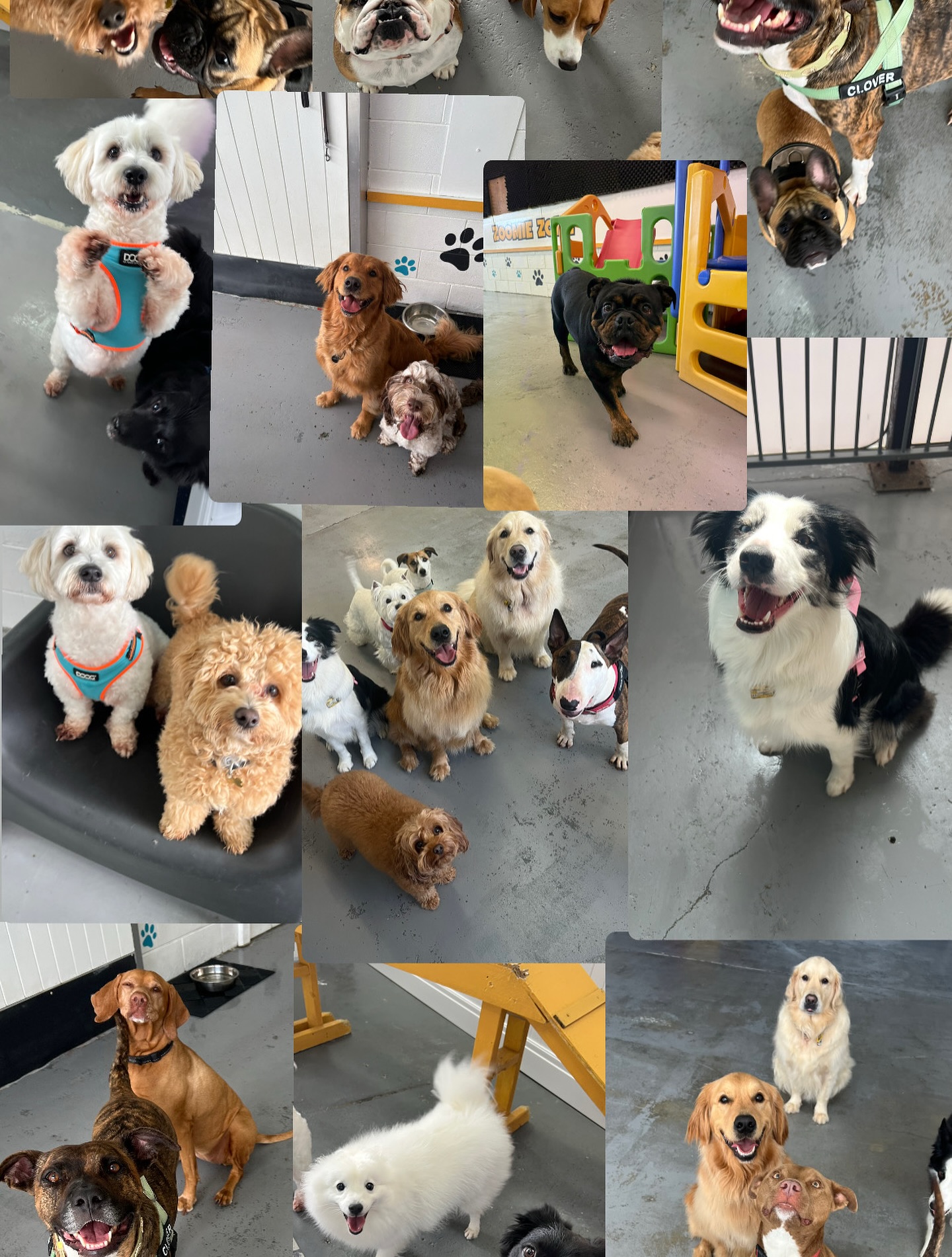 🐾🌎 Happy International Dog Day! 🌎🐾
Today we celebrate the real MVPs of our lives the four legged comedians, cuddle machines, zoomie champions, and treat connoisseurs that make every day better. 💙🐕
At Gold Coast Doggy Daycare, we’re lucky enough to spend our days surrounded by wagging tails and happy faces so really, it’s International Dog Day every day here. 🐾✨
Give your pup some extra belly rubs today (and maybe an extra treat 😉). They deserve it!
#InternationalDogDay #GoldCoastDoggyDaycare #PawsAndLove #DogDayEveryDay #PuppyLove #HappyDogs #DogLife #FurBaby #DogSquad #WaggingTails #PupOfTheDay #DogsOfInstagram #PetParents #DogObsessed #ILoveMyDog #DoggyDaycareLife #GoldCoastDogs #SpoiledPup