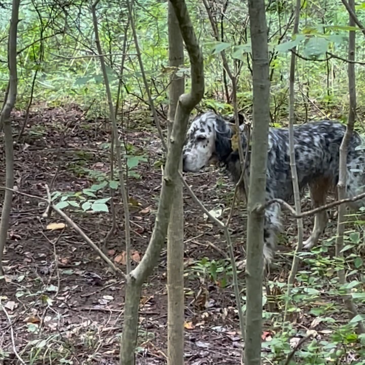 It’s good to be back out checking covers and getting the girls on their first wild birds of the season. And how about this fall-like weather?
#woodcock #ruffedgrouse