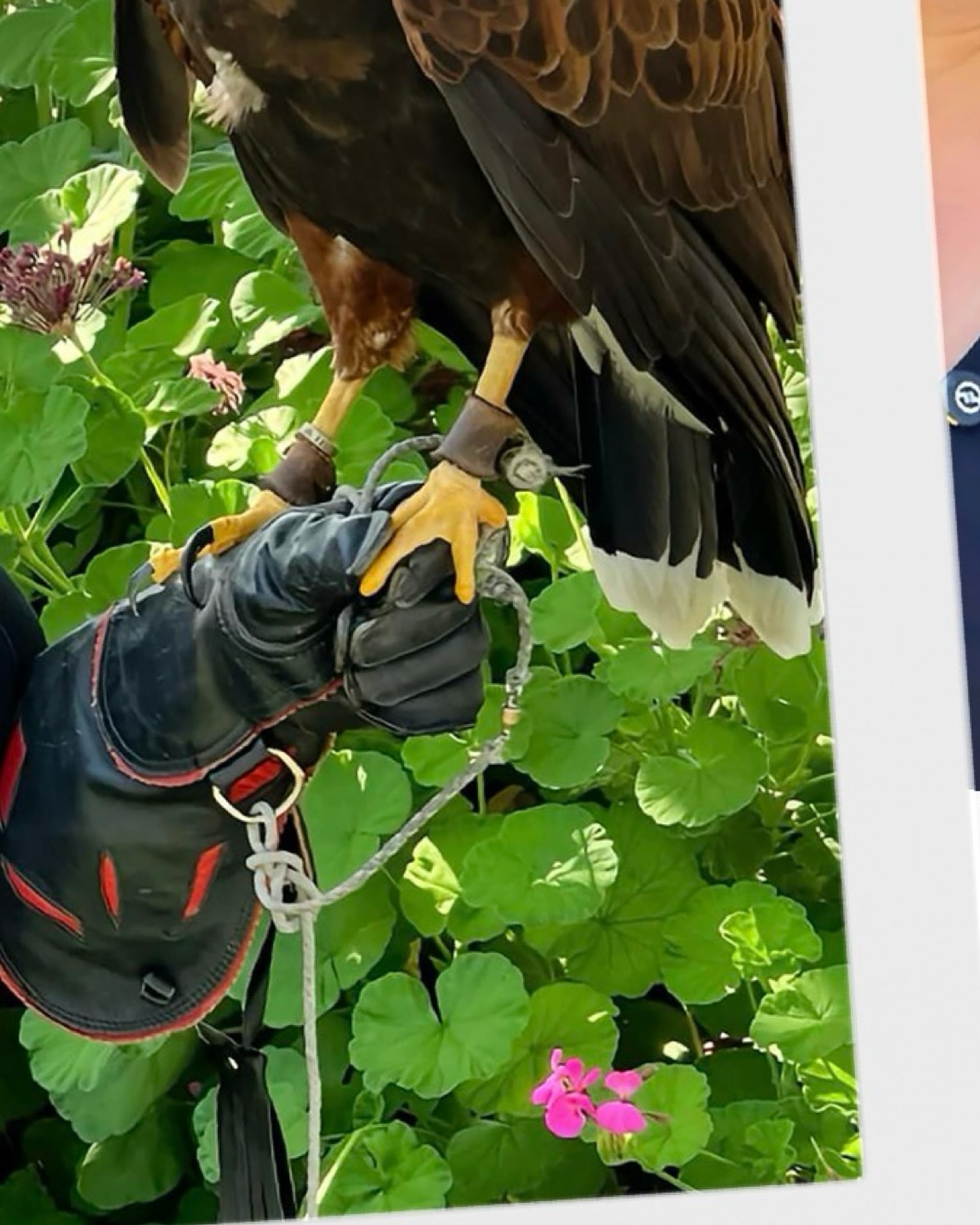 A kettle of hawks isn’t perched — it’s soaring.
Unlike an unkindness of ravens, hawks gather silently, gliding together, never screeching the secret.
Hashtags:
#HawkWatching #KettleOfHawks #CollectiveNounMagic #BirdsOfPrey #LanguageLovers #PodcastPoetry #AvianCollectives #NatureLore #AerialBallet #WildWonder #gatherofgatherings