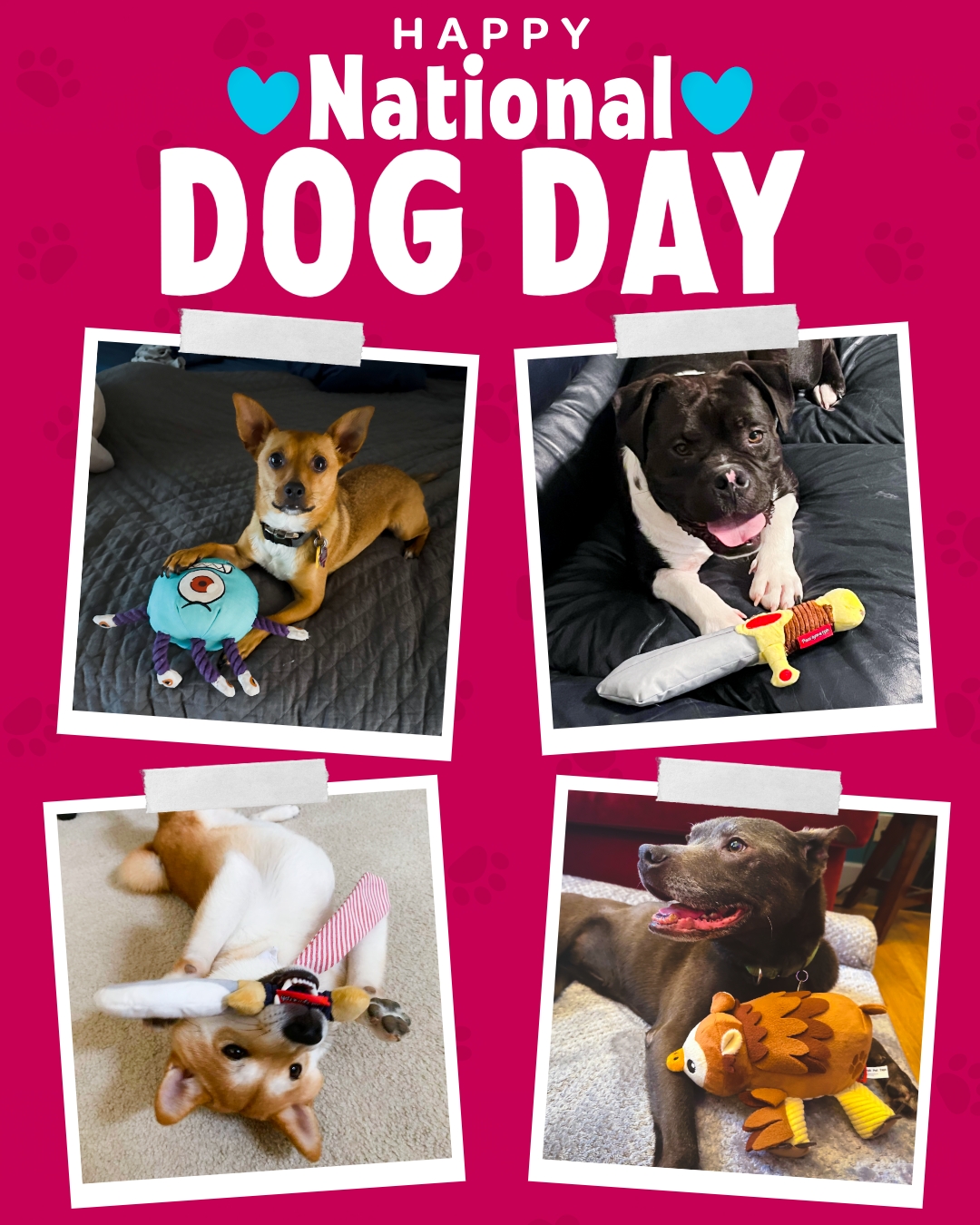 Happy National Dog Day! 🐶💜 To every pup who has chewed, fetched, and adventured alongside us, today we celebrate YOU! 🐾✨