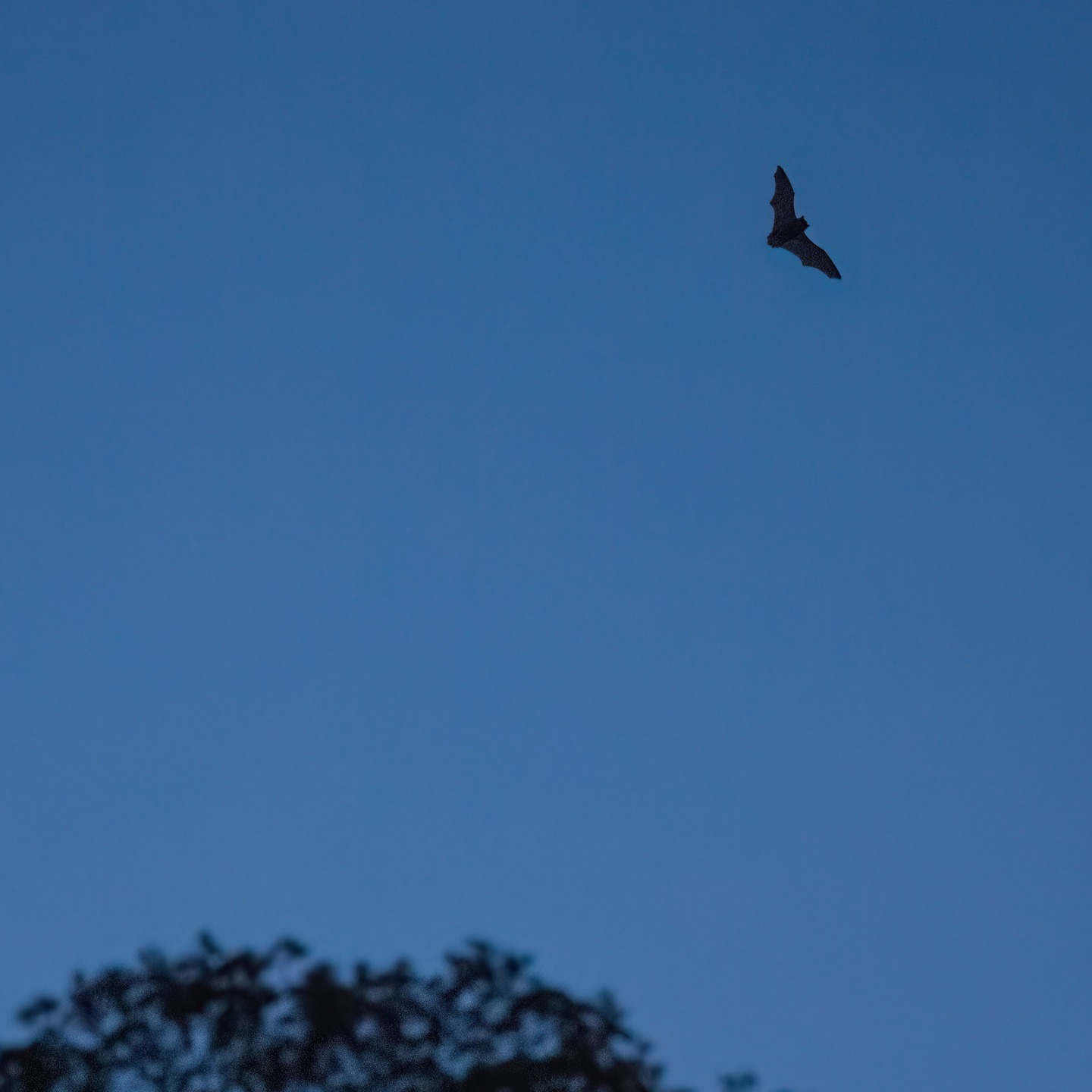 Now that's what I call a challenging photographic target.. 🦇 😊#naturephotography #bat #wildlifephotography