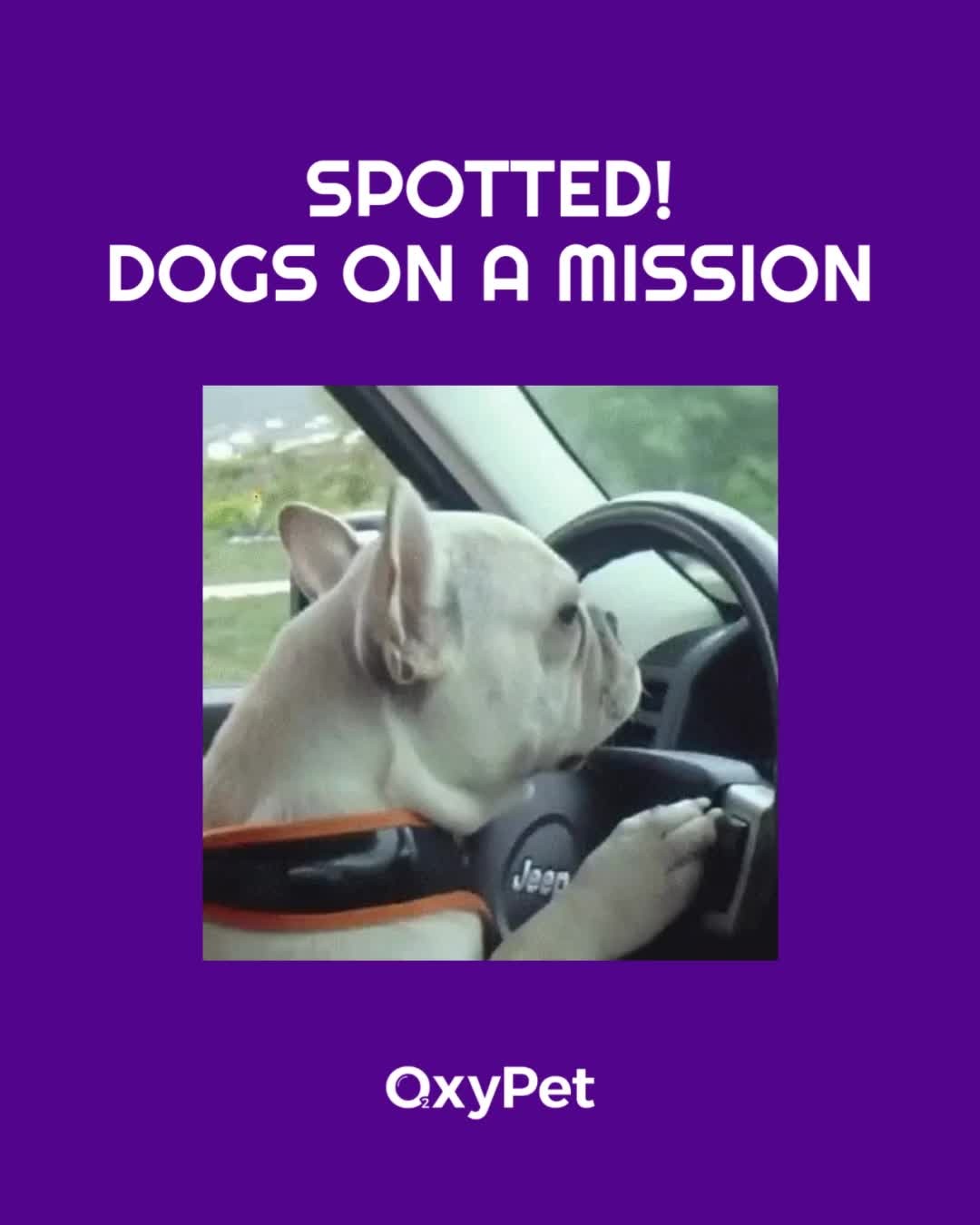 BREAKING: Dogs have been seen taking the wheel to get the new OxyPet. 😆
OUT OF STOCK. But don’t worry, it’s worth the wait.
We’re coming back with refreshed, sustainably redesigned packaging and a brand-new pet wellness protocol.
Want to skip the tailgate and be first in line? Register for restock & priority access:
https://www.oxypet.co.uk/product-page/oxypet-oxygen-water-subscription
(No pups were harmed in the making of this clip. They just really, really want their OxyPet.) 🐾
#HealthyDogs #DogWellness #PetParents #DogsOfInstagram #OxyPet #PetCommunity #Chihuahuas #DogHealth #FlatFacedBreeds #PetWellness #HealthyDog #DogCareTips #OxyPet #PetEducation #MasaruEmoto #Dogs #FrenchBulldogs #BoxerDogs #Pugs #EnglishBulldogs #BrachycephalicDogs