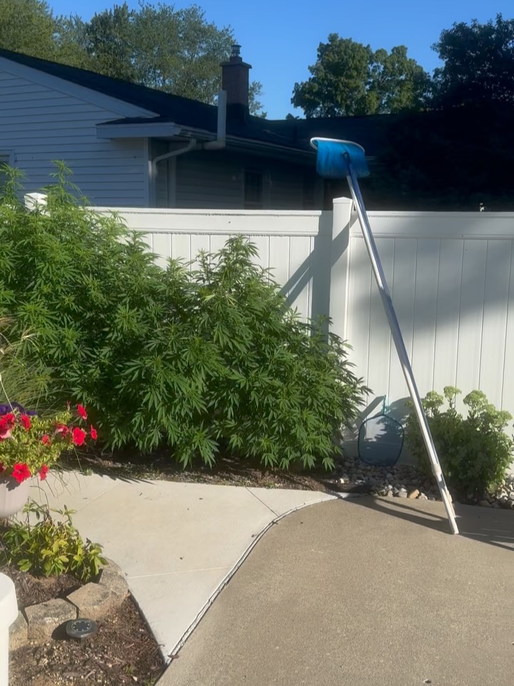 Daily morning Update!
I will be moving the story format to “Posts” now that my stories continue on getting flagged for violating community standards.
Got back from camping and these ladies DO NOT STOP!
Very noticeable vigor coming from a bunch of these!
Back to work for me this week. Much love Growmies!!