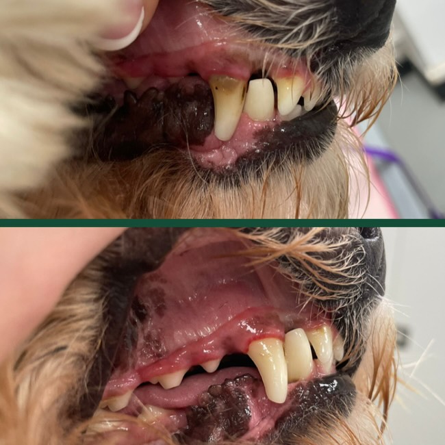 AFTER ONE SESSION!👆🏻
Using ultrasonic waves to break down stubborn plaque, our teeth cleaning service is a great alternative to cleaning under anaesthesia.
With regular appointments, nasty teeth and smelly breath will be a thing of the past, and pearly whites will remain!! 😁✨🪥
Call us or pop in to discuss your doggy’s teeth and gum health with us 🐶
#cardiff #cardiffdogs #dogsofcardiff #scruffydogs #PuppygroomCardiff #puppiesofcardiff #dogsofpontcanna #pontcanna #doggroomingcardiff #dogsofllandaff #dognailclippingcardiff #dogsofllandaffnorth #dogsofllandaff #llandaff #llandaffnorth #whitchurch #dogsofwhitchurch #dogsofrhiwbina #dogwalkingcardiff #cardiffwales #cardiffdog #southwalesdogs