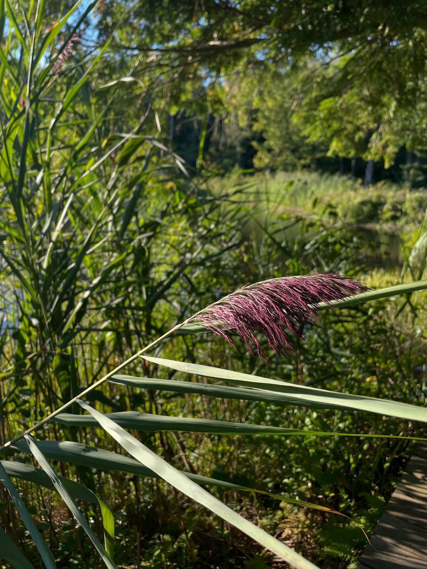 If I admit it
That there’s something seductive about those purples
And the way summer’s green leaves are smoldering
If I admit it
That the melancholy artist returns with the nightly chill
The one enamored with the scent of rotting earth
If I admit it
What will happen to summer’s wild child- berry juice on her warm skin
It seems such a loss to let one thing fall away
To receive another
And there’s nothing to be done
But prepare
And appreciate the purples
Admit they’re intoxicating
And honor that a time of transition is whole in itself
#mentalhealthpoetry #expressiveartstherapy #poetrytherapy #summertofall #transition #seasonalaffectivedisorder #grief #acceptance #change