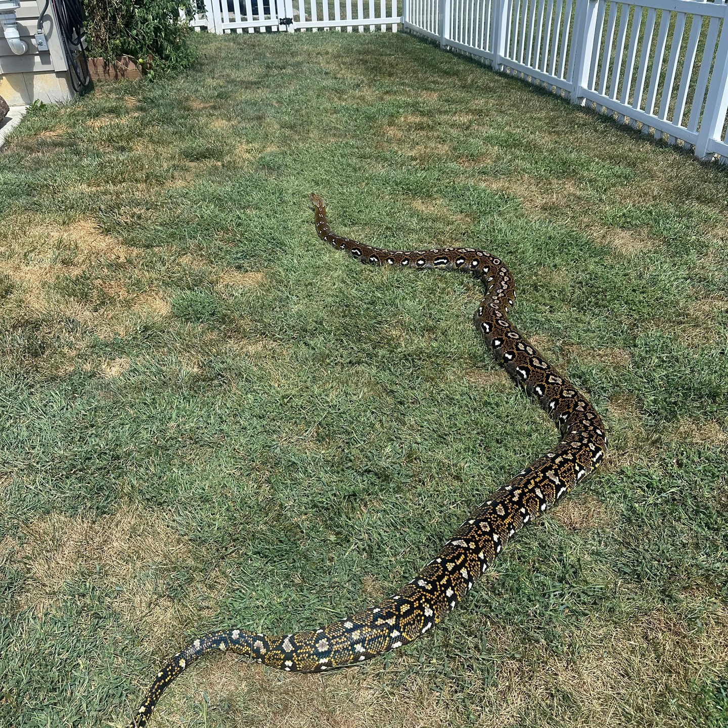 If you want something that looks like this, now is your chance. In a few short years yours too will look this magnificent. Go check out my Morphmarket account and website. Links are in the comments.
It's hard to beat an Aztec! Excited to see the 50% Kayuadi Aztecs grow.