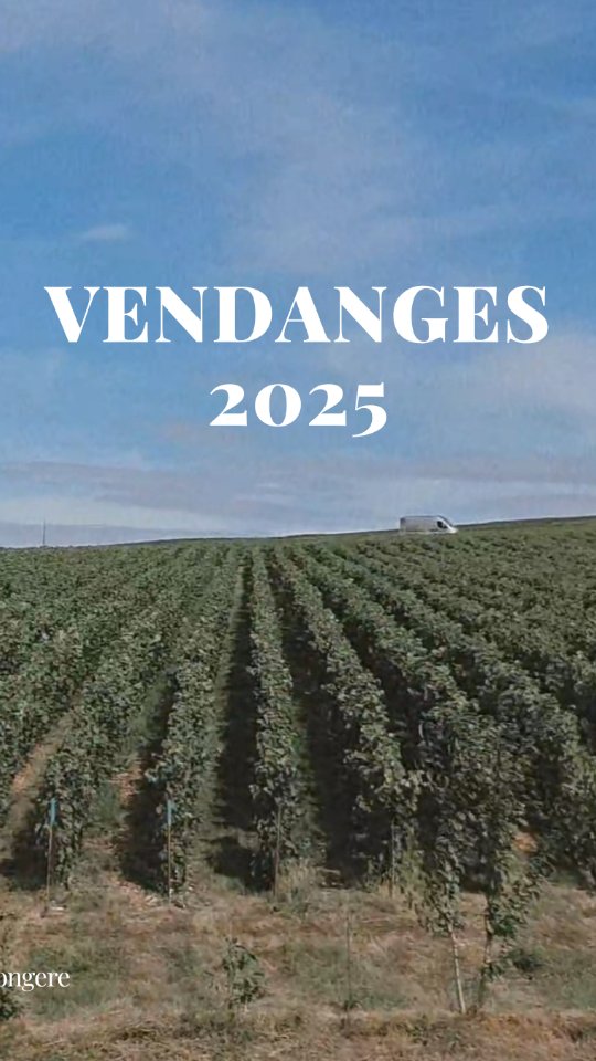VENDANGES 2025 ! 🍇
Ça y est, la période de récolte est lancée, et nos visiteurs peuvent suivre en direct cette effervescence dans les vignes depuis les fenêtres du gîte @labellelongere !
Force et courage à tous les viticulteurs et vendangeurs ! 💪🏻🙏🏻
(Gîte La Belle Longère🌿, meublé de tourisme 3 étoiles et événementiel au milieu des vignes de Champagne, séjours bien-être, détente, oenotourisme et évasion, vues d'exception sur le vignoble et la Vallée de la Marne)
#vendanges #harvest #harvestseason