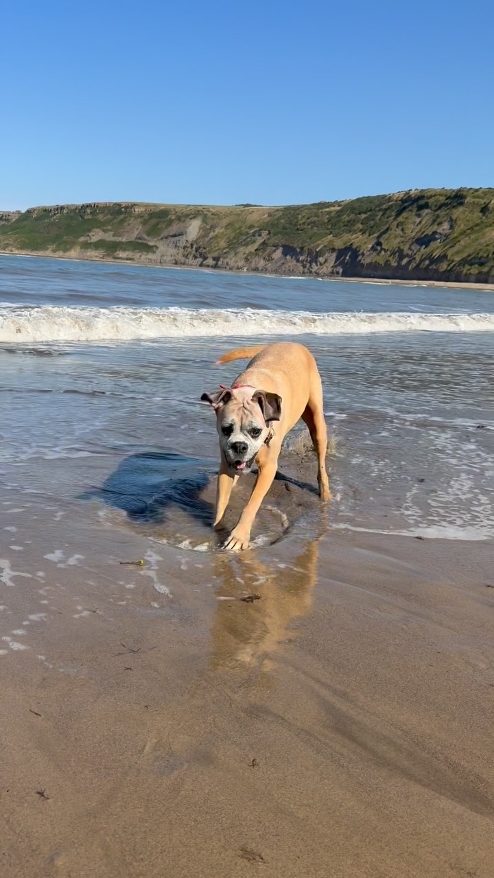 With the summer holidays coming to an end, show us what your dogs have been up to! Here is Twix, loving a little trip to the beach this summer.  #beachdog #summerholiday #dogfun #dogdays