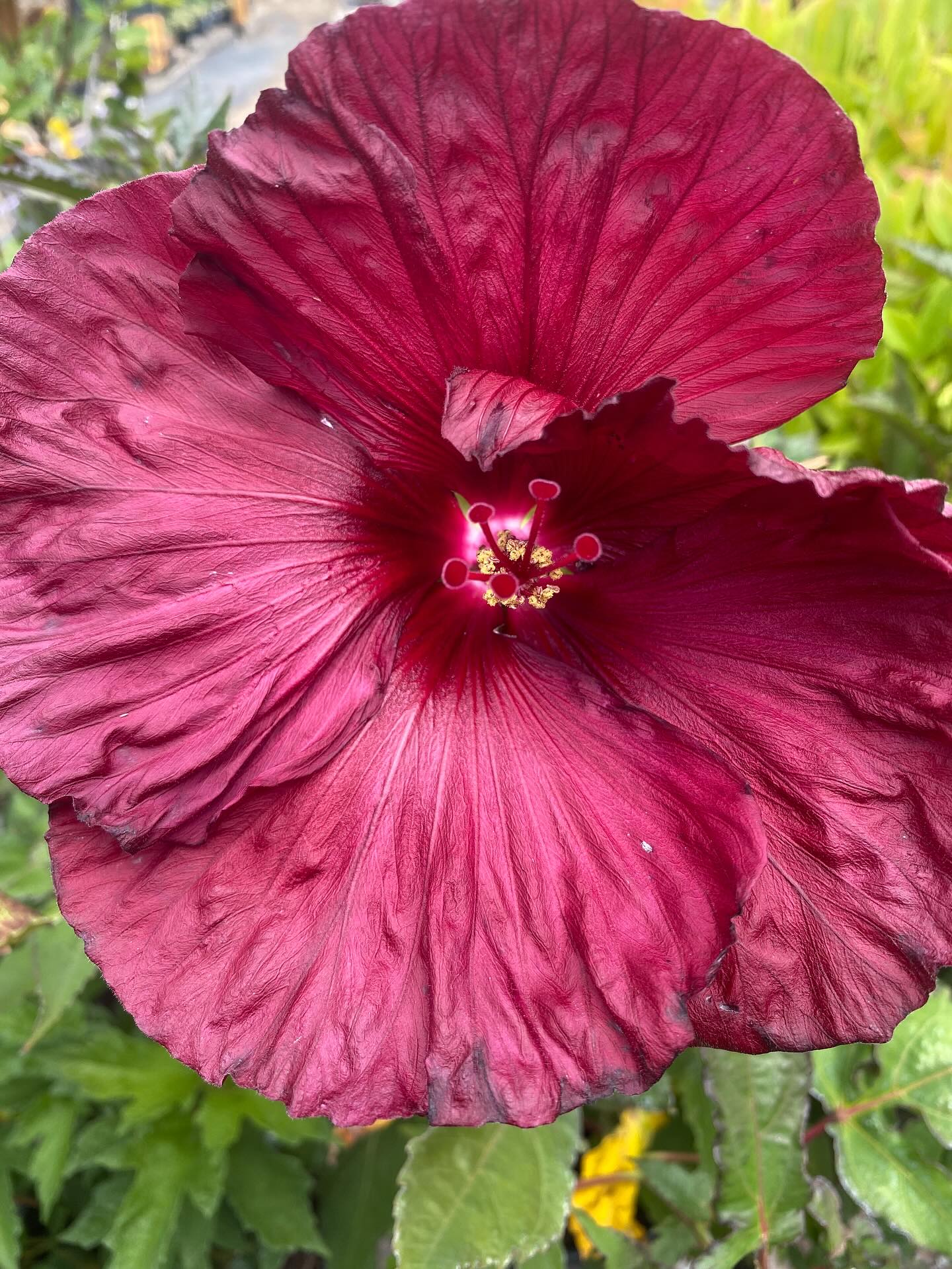 Hello Hibiscus!!🌺🤩
Enormous, stunning, and elegant this bloom is a showstopper!
Rich blackberry merlot colors attract hummingbirds and other pollinators🐝 This shrub matures to 4’ tall and 3’ wide and flowers bigger than my hand! She loves full sun 🌞
Interested in adding this beauty to your garden? Come check it out! We have lots of flowering perennials in bloom right now… worth a peek 👀
🌻We are open all Labor Day weekend! 🪻
Thursday-Monday // 9am-4pm
Tuesday & Wednesday // 9am-12:30pm
