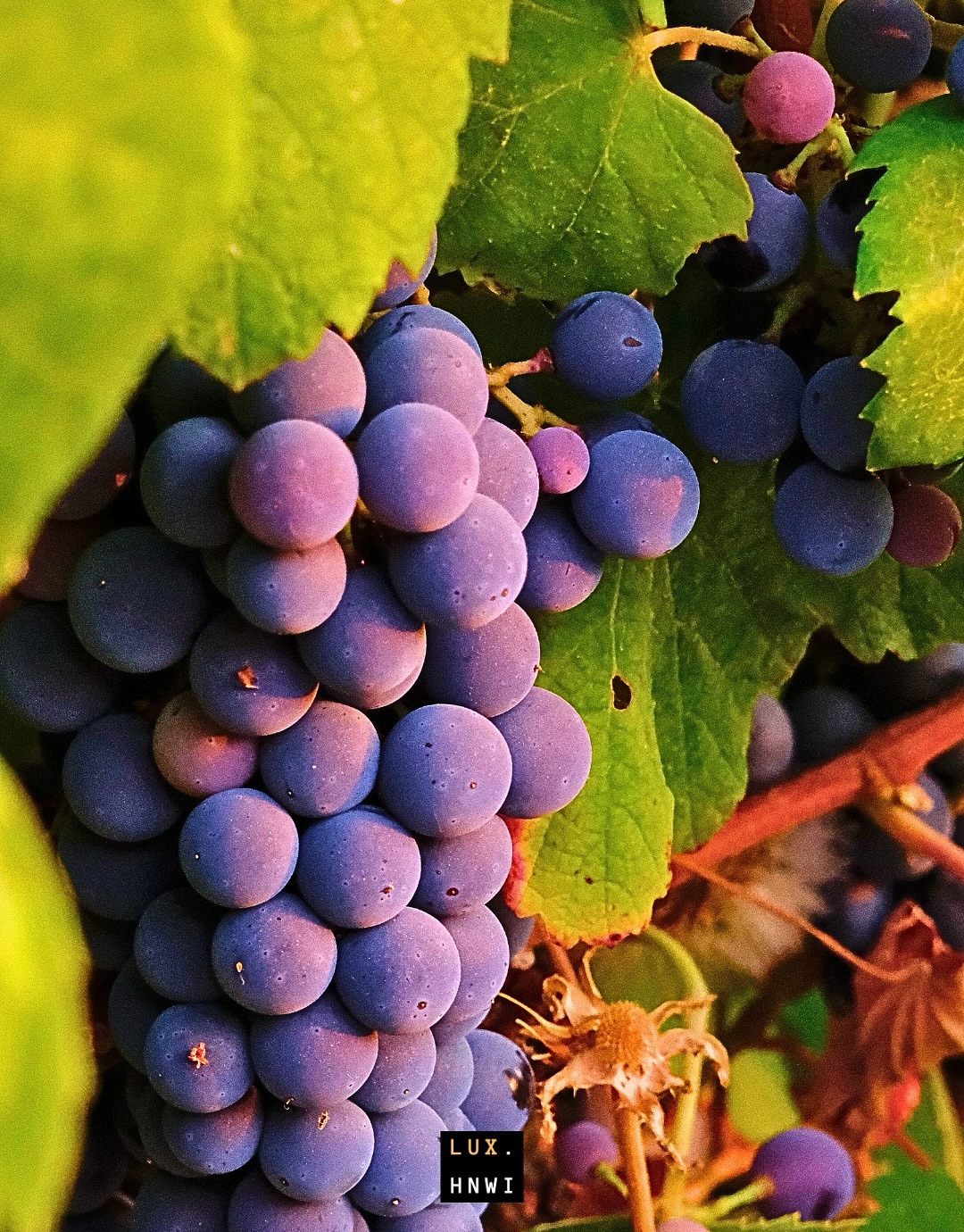 Na Quinta Reynaldo Thomaz de Carvalho, o vinho nasce muito antes da colheita.
🌱 Primeiro, há a preparação da terra — revolvida, nutrida e respeitada, para que receba as sementes com a serenidade do tempo certo.
🌿 Depois, o crescimento da videira: folhas que se abrem ao sol, raízes que se aprofundam no solo, cachos que se formam sob o olhar atento de quem compreende que cada detalhe influencia no resultado final.
🍇 A colheita não é apressada. Cada uva é escolhida no ponto exato, no equilíbrio perfeito entre doçura e frescor.
⚒️ O processo de vinificação segue a mesma filosofia: calma, precisão e excelência. Da pisa à fermentação, do repouso ao engarrafamento, cada gesto traduz respeito à tradição e compromisso com a qualidade.
Não produzimos em escala. Produzimos com devoção.
🍷 O resultado é mais do que vinho — é legado, é experiência, é a essência de um luxo que só o tempo e o cuidado verdadeiro conseguem revelar.
Photos by: @ed.tucci
#QuintaReynaldoThomazdeCarvalho #VinhosDePortugal #AlentejoVineyards #VinhoDeAutor #LuxoComPropósito #Enoturismo #WineLuxury #Portugal #SlowTravel #ArtesaniaDoVinho #Exclusividade #Luxo #TurismodeLuxo