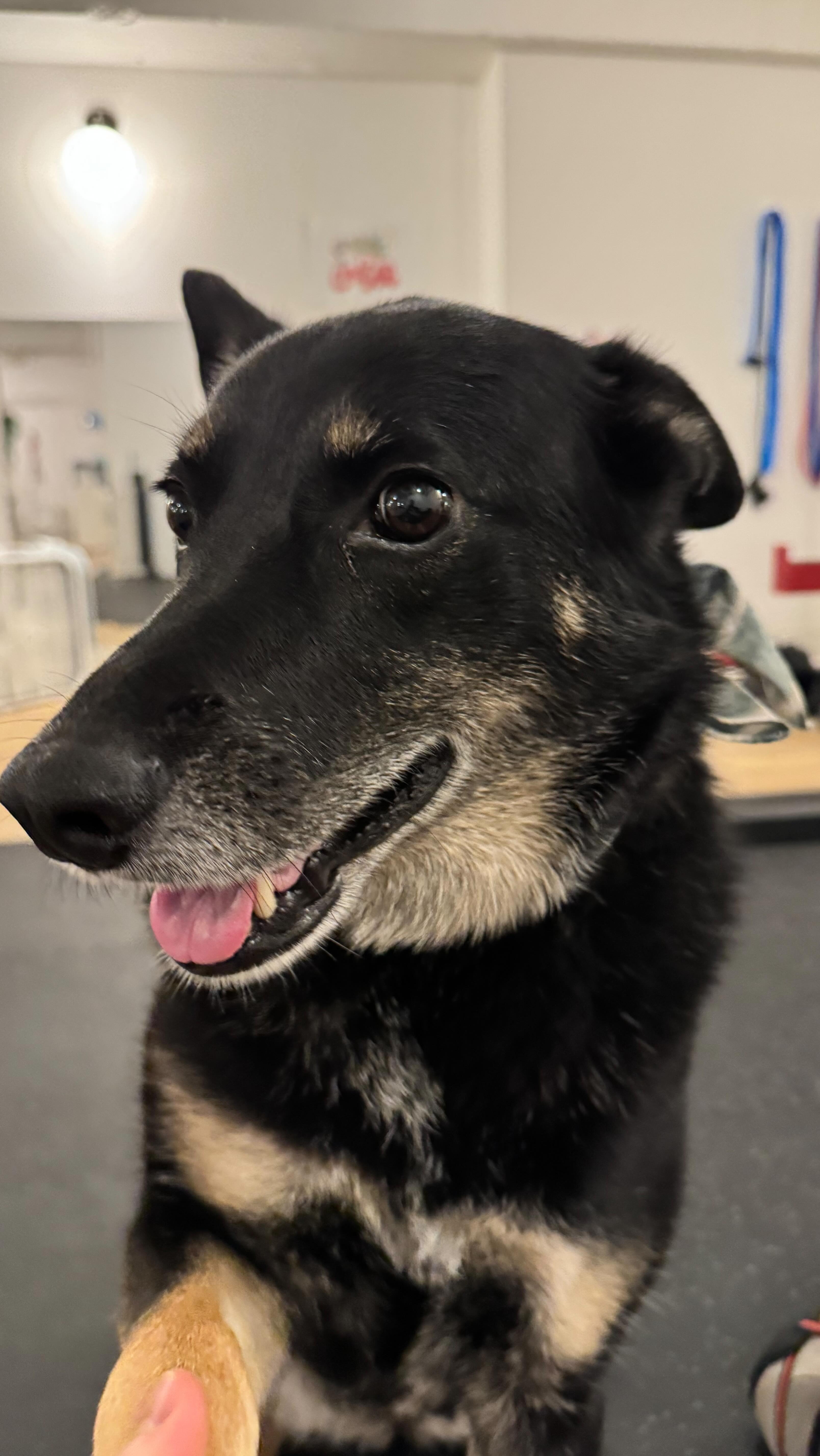 Dr. Lupa took her turn at the @blazepod today and she set some new fastest dog times! Reaction and coordination activities are great for everyone.
#neurorehab #neurodog #physicaltherapydogassistant