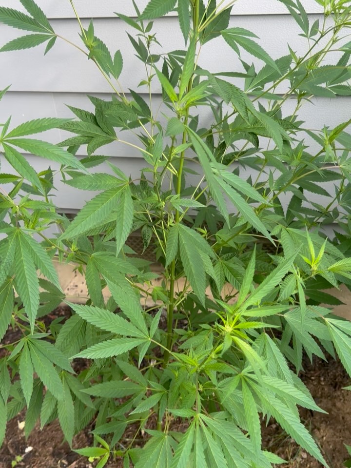 Morning Update!
-PURPLE PURPLE PURPLE
-MAGENTA PISTILS
-Cruise control flowering