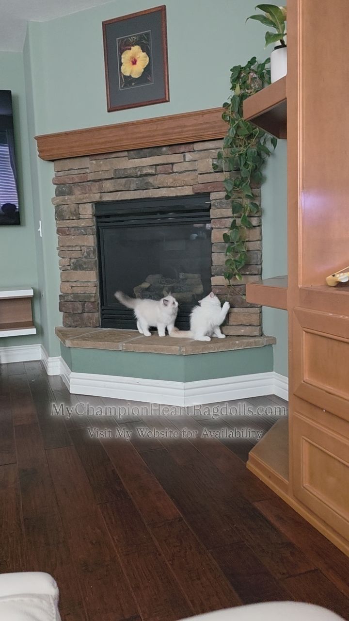 🚫No longer Available 🚫
Kittens being kittens. And loving how one took an interest in plants. 🪴
Fill out questionnaire screening (required to be approved as a forever home).
Mango x Oreo Litter born June 06, 2025.
Dumpling x Alexander litter born May 30, 2025.
Full names of parents:
MyChampionHeart Mango Pop
MyChampionHeart Dumpling
CH. Diamonddolls Alexander the Great
Brightcrystal Oreo
Email 📧 MyChampionHeartRagdolls@gmail.com
Website 🌐 MyChampionHeartRagdolls.com
Located Southern California.
Meeting Location for pickup:
Corona, Menifee, and Escondido.
Airport curbside pickup (for those flying in) Ontario CA Airport or San Diego Airport.
Delivery Available through trusted pet nanny delivery company (paid directly to company not me).
#mychampionheartragdolls #cfaragdollkittens #cfaragdollbreeder #ragdollbreederinriverside #ragdollkittensforadoption #Ragdollkittensinriverside