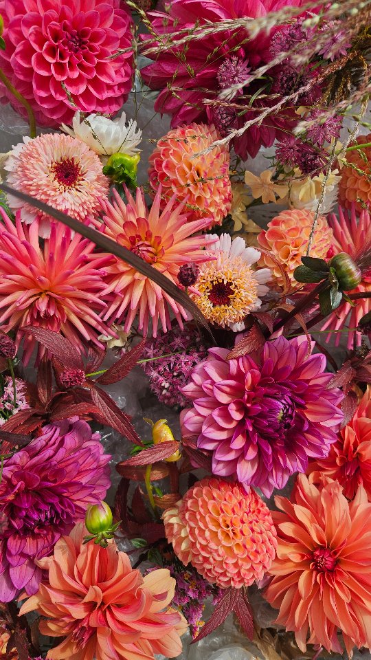 Love Colour.. then August is the perfect time of year..
Yes Spring has tulips... June has its Peonies and Autumn its Chrysanths...
But from the end of July to the end of the summer... Colour is everywhere in floral terms..
Dahlias take the lead here... in all shapes and forms. But add in Zinnia, Rudbeckia, Celosia, Amaranth, Crocosmia, Marigolds to name a few.....
From all shades of pinks, corals, purples, plums, red, oranges and yellow, blues... basically the 🌈!
#floraldreams #floristdorset #weddingflowers #dorsetflorist
|somersetweddingflowers | wiltshireweddingflowers ! August wedding |dahlias | flowers seasonal