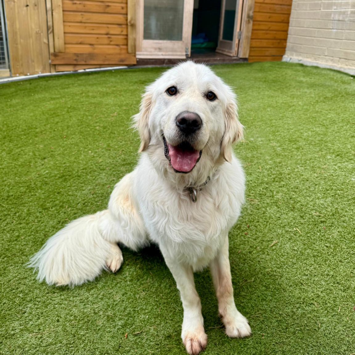 More of our fabulous guests! 🐶🐾